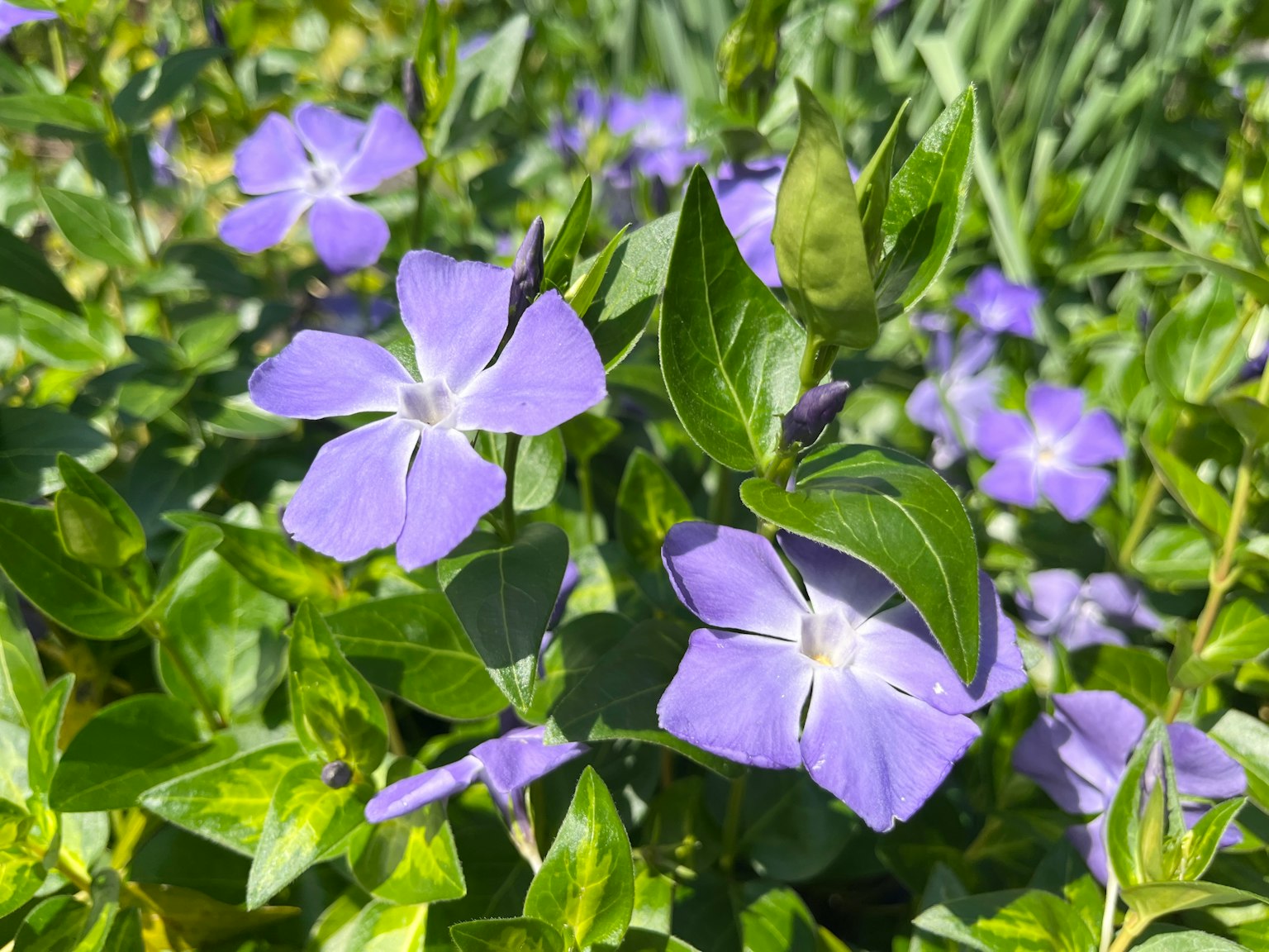 Lila Blumen mit grünen Blättern in einem Garten