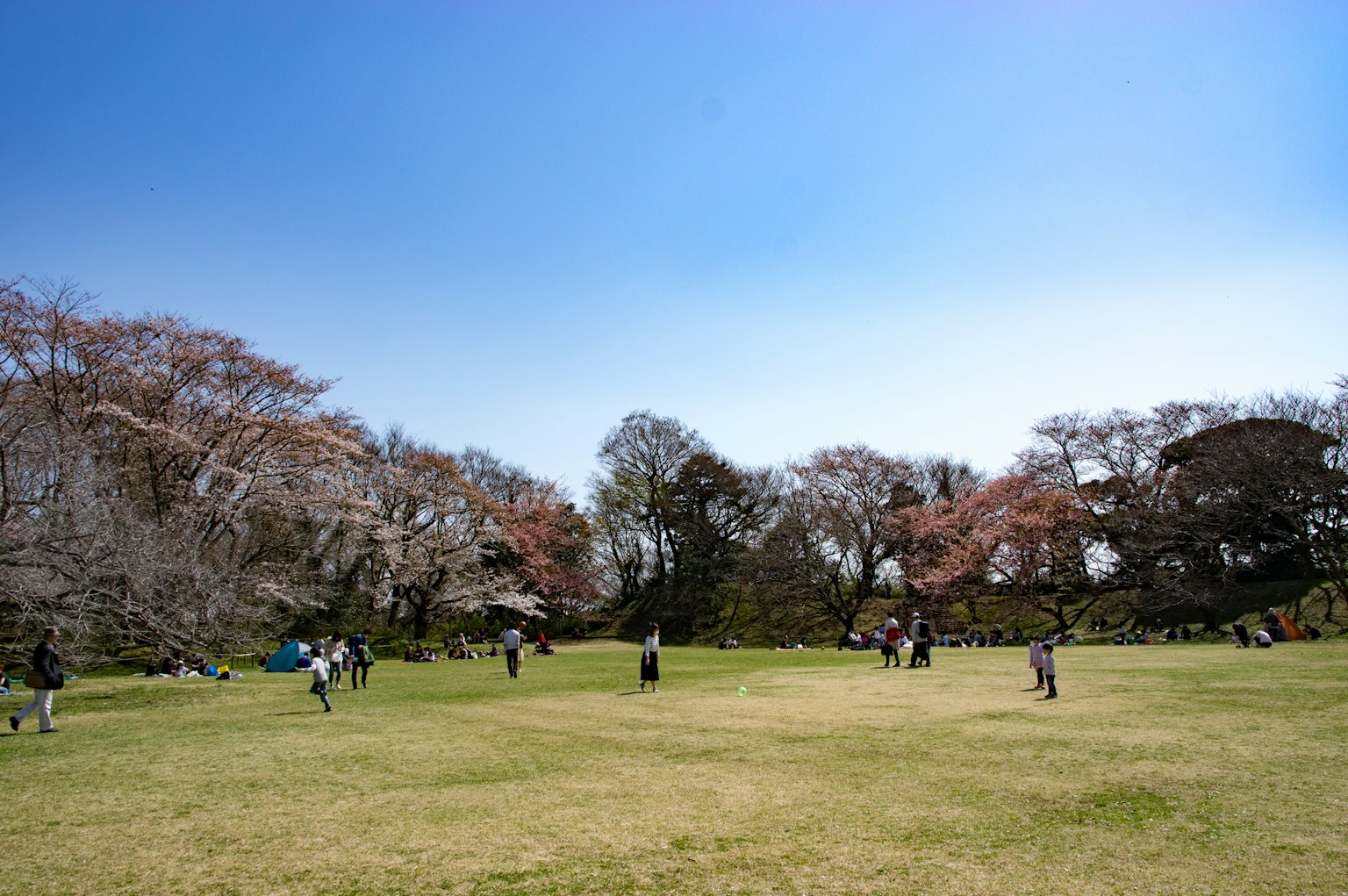 Scena di parco con persone che si divertono sotto un cielo blu e alberi di ciliegio
