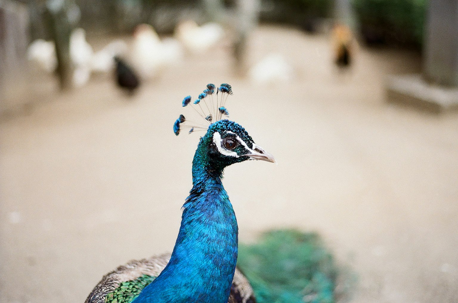 Kedekatan burung merak yang menampilkan bulu biru cerah dan detail kepala yang khas