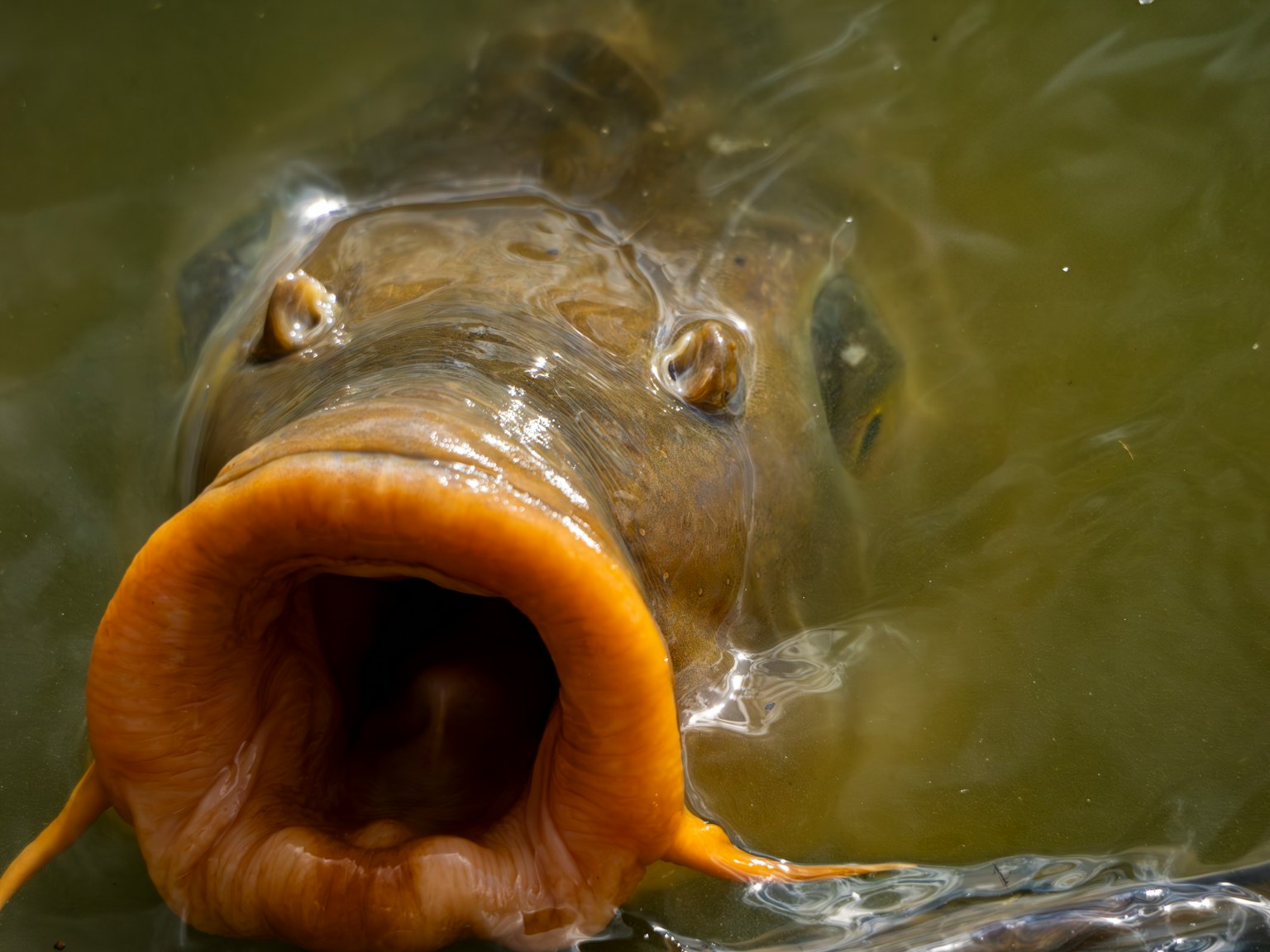 Primo piano del volto di un pesce sott'acqua con la bocca aperta