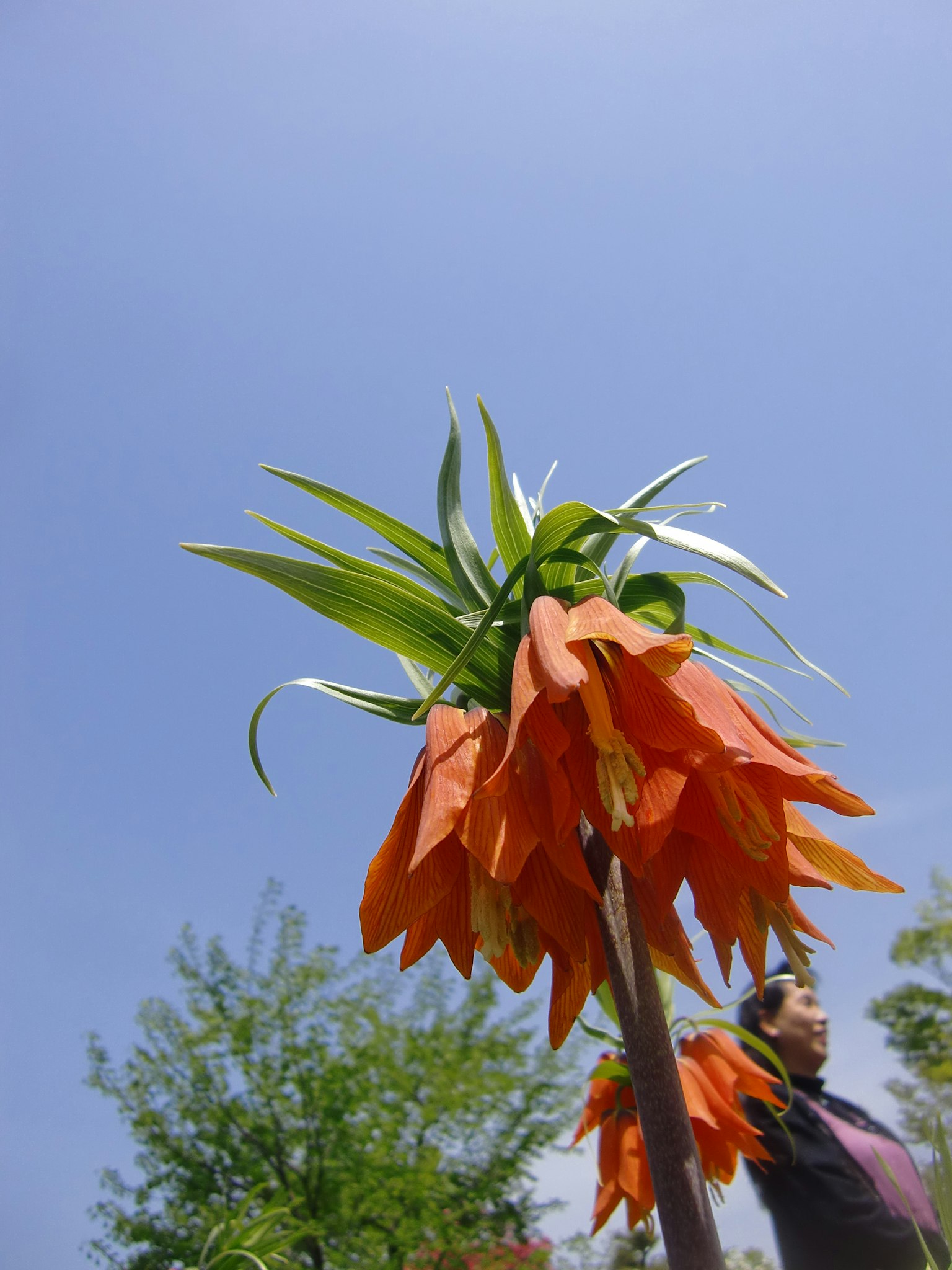 Lebendige orange Blumen vor einem blauen Himmel