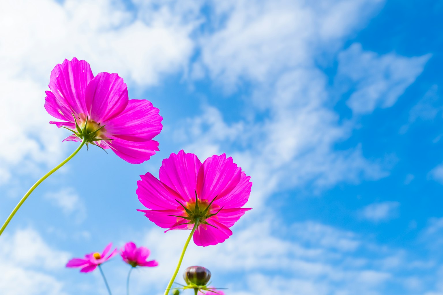 Flores de cosmos rosadas vibrantes bajo un cielo azul