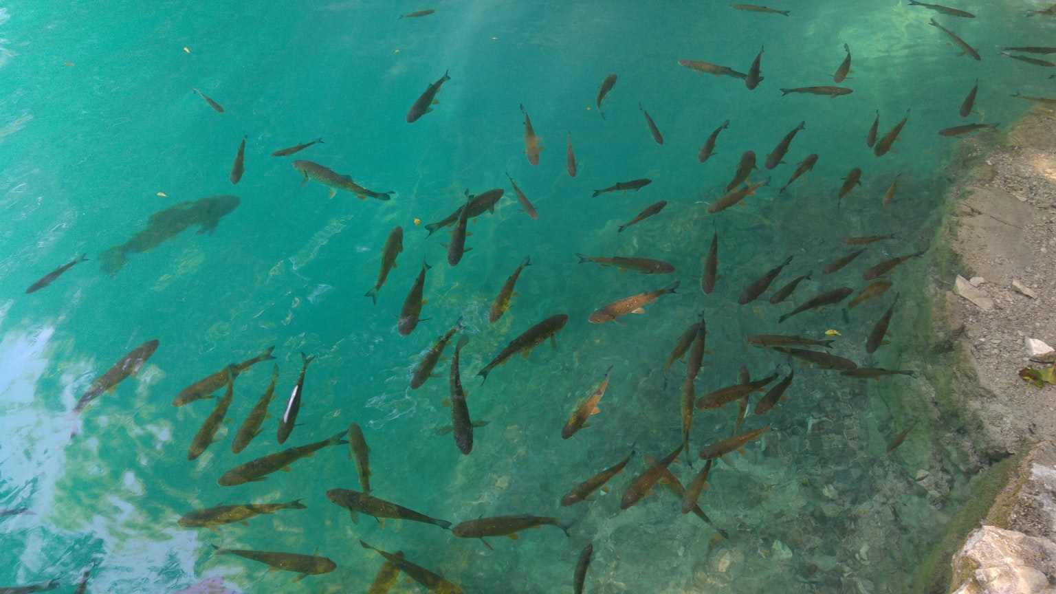 School of fish swimming in clear turquoise water