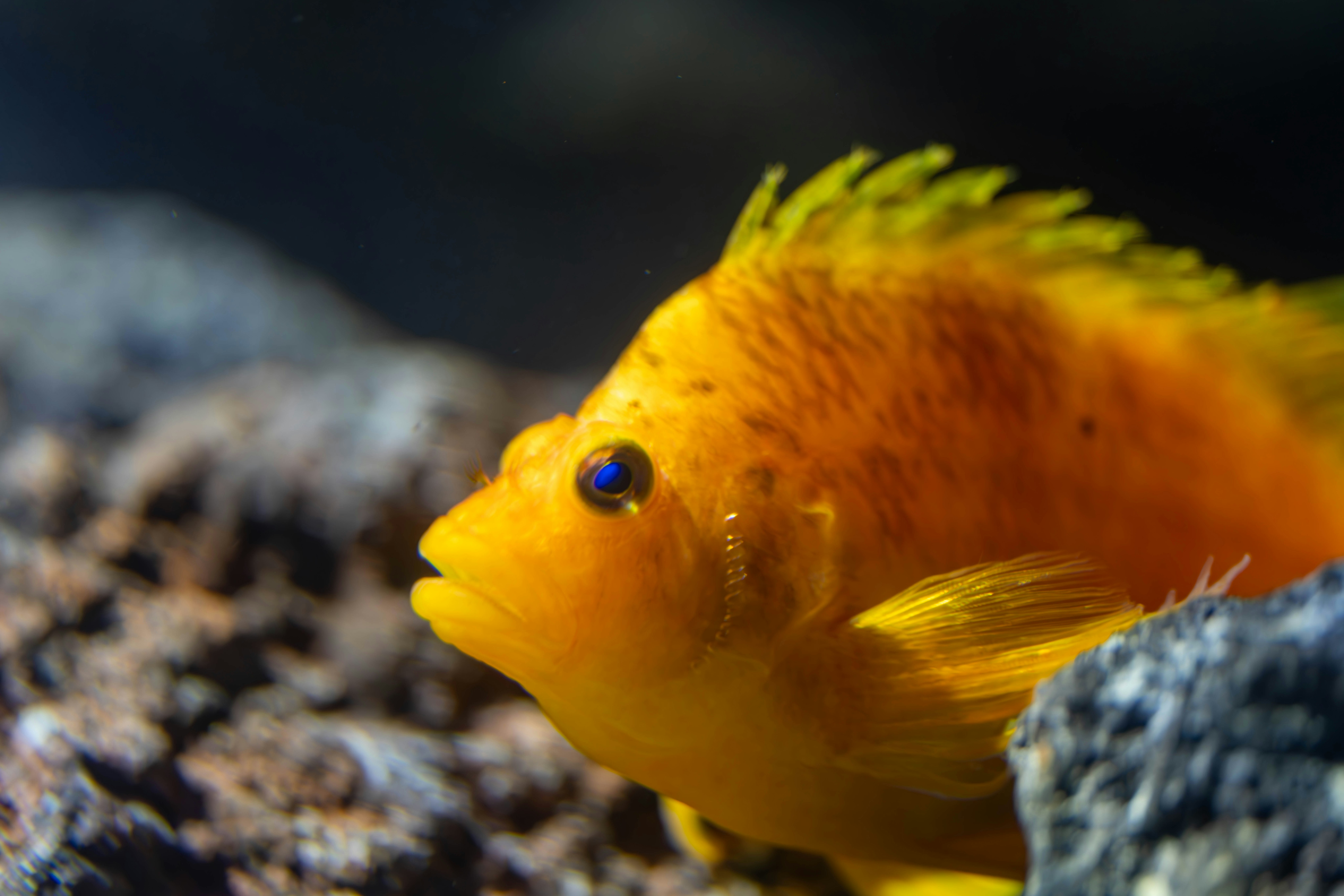 水槽の岩陰にいる黄色い熱帯魚