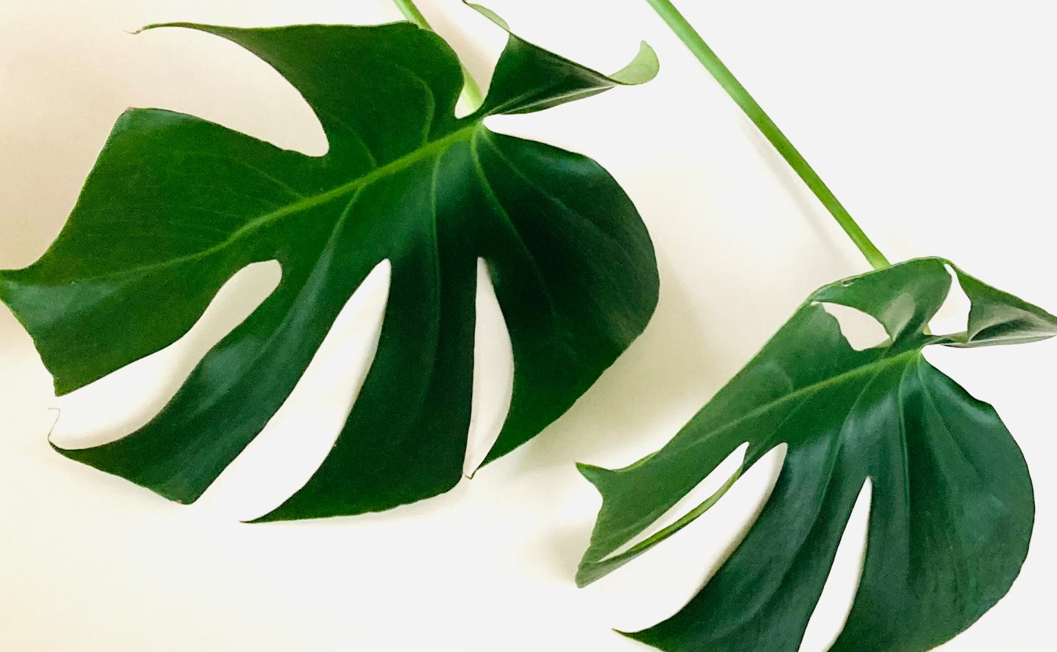Feuilles de Monstera sur un fond blanc