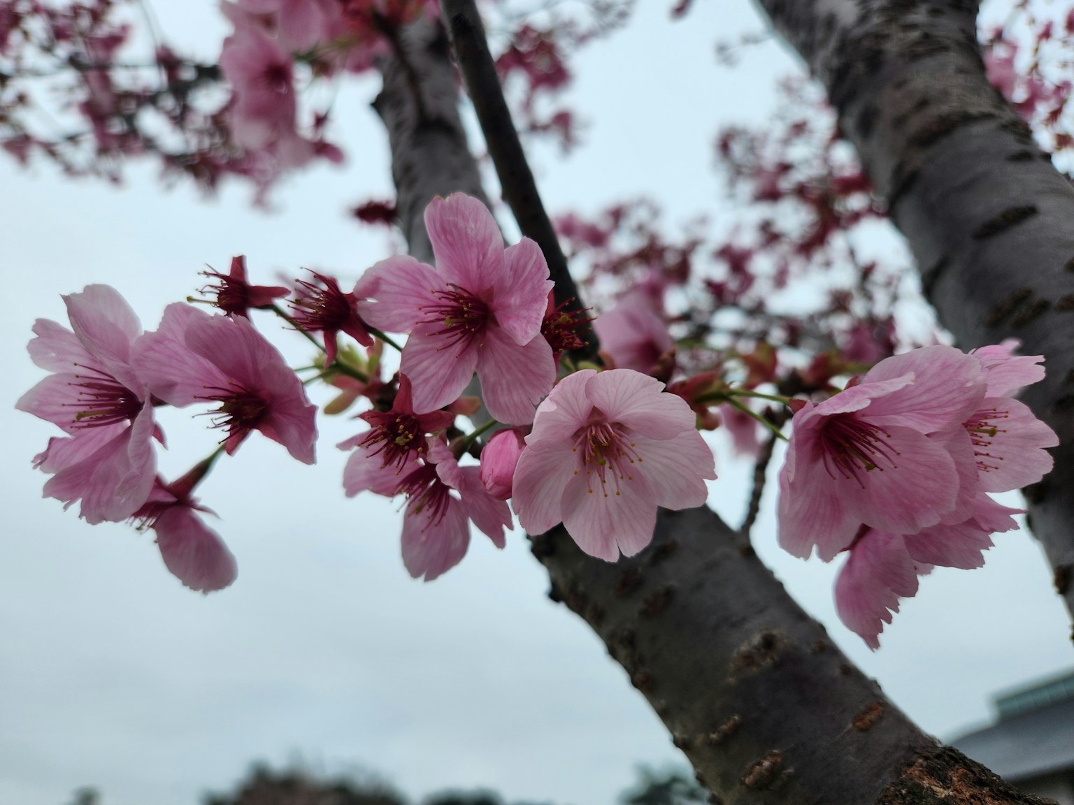 Acercamiento de flores de cerezo en una rama