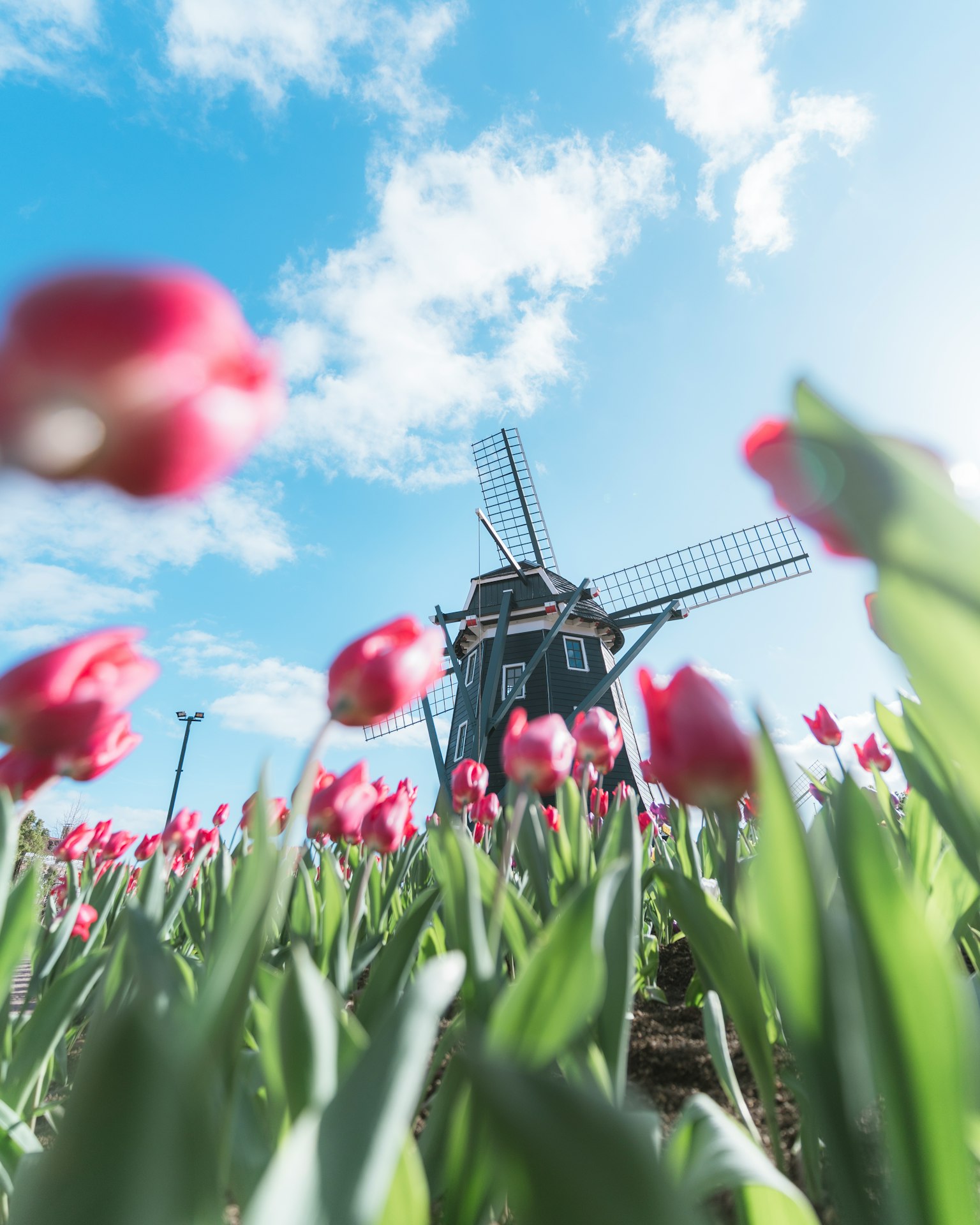 A picturesque scene of a windmill surrounded by pink tulips under a blue sky