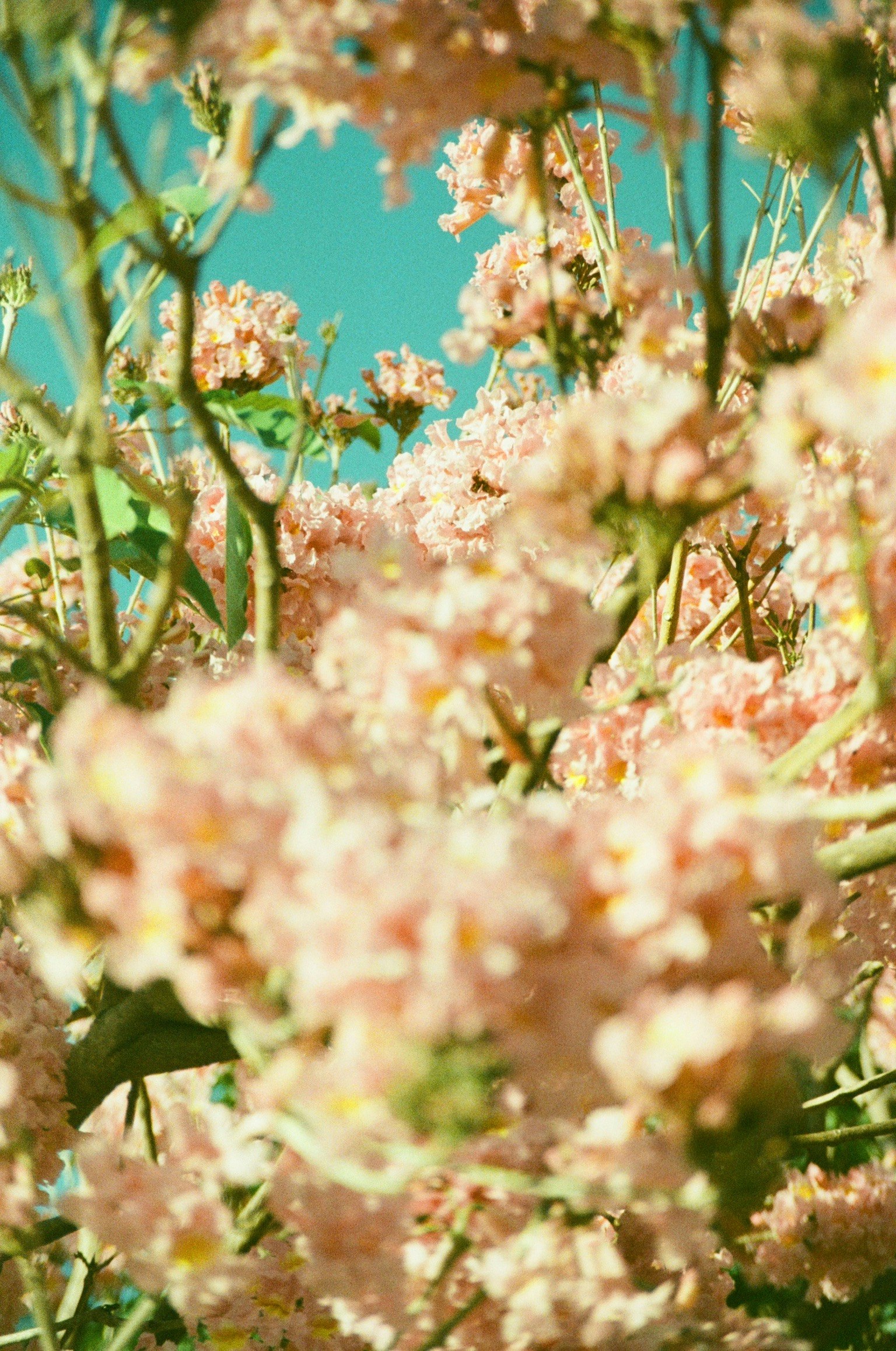 淡いピンクの花が咲く草原のボケた群生