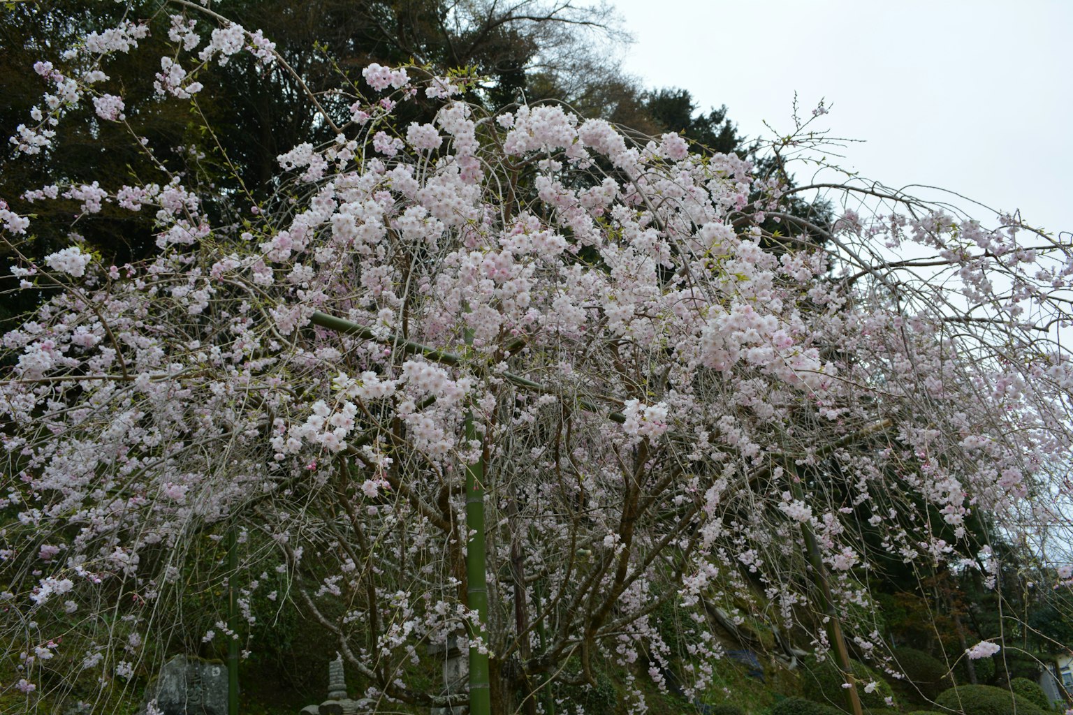 Albero di ciliegio piangente con fiori rosa delicati