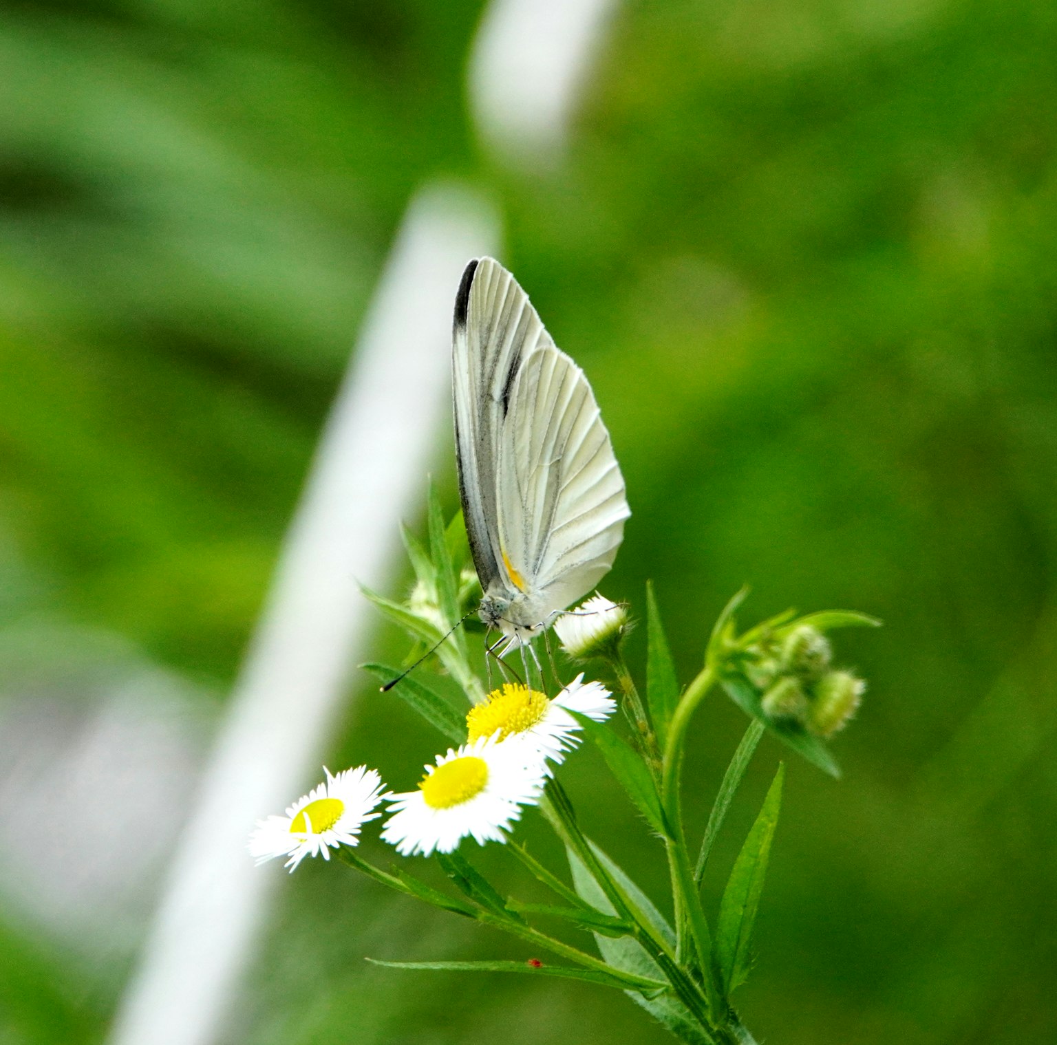 Weißer Schmetterling, der auf gelben Blumen mit grünem Hintergrund sitzt