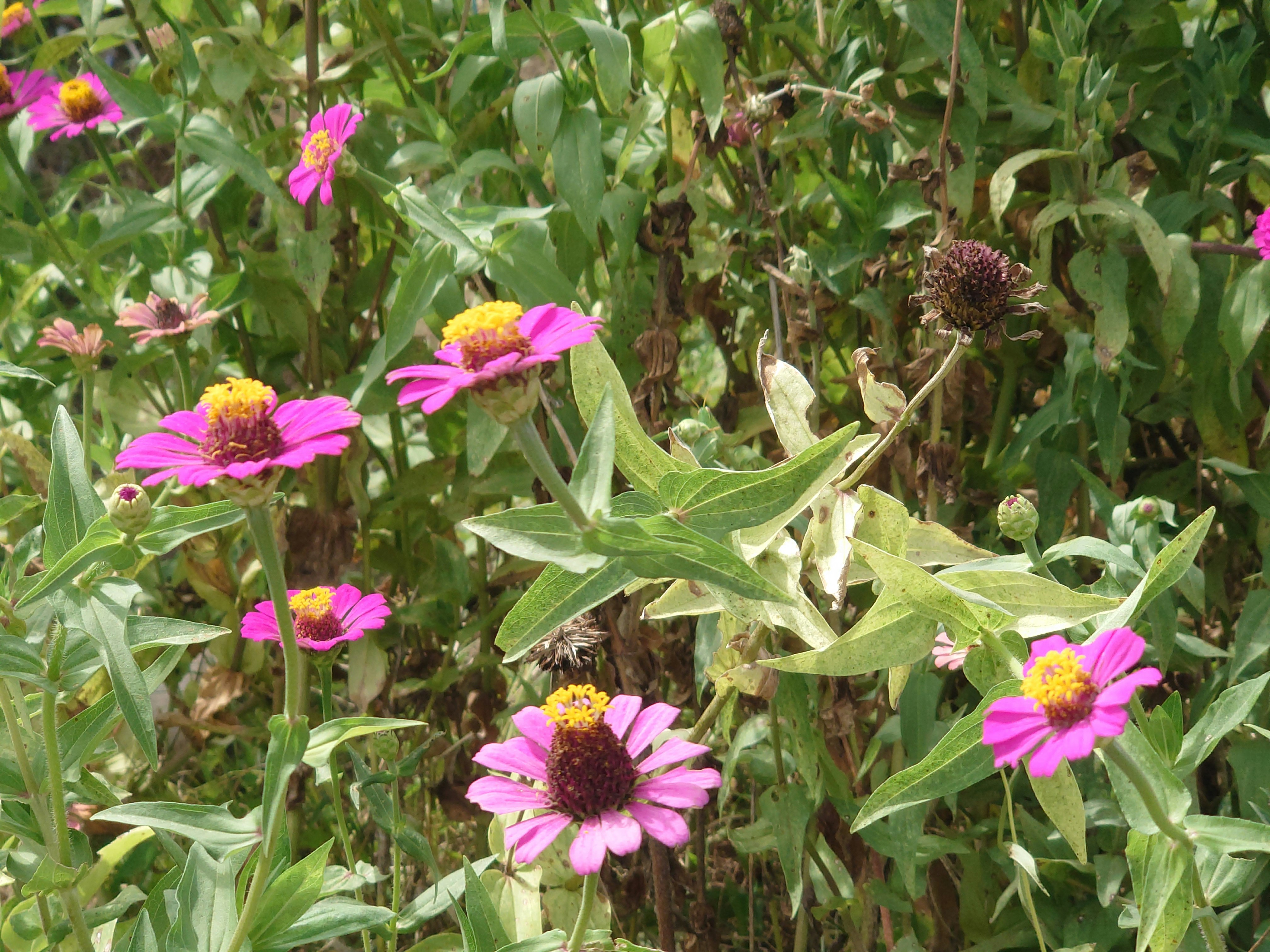 百日草の花壇で咲くピンクの花
