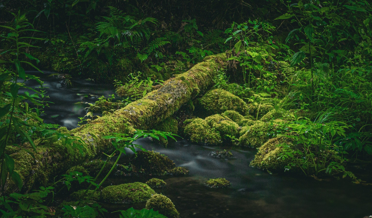Un ruisseau coulant dans une forêt luxuriante avec une souche couverte de mousse