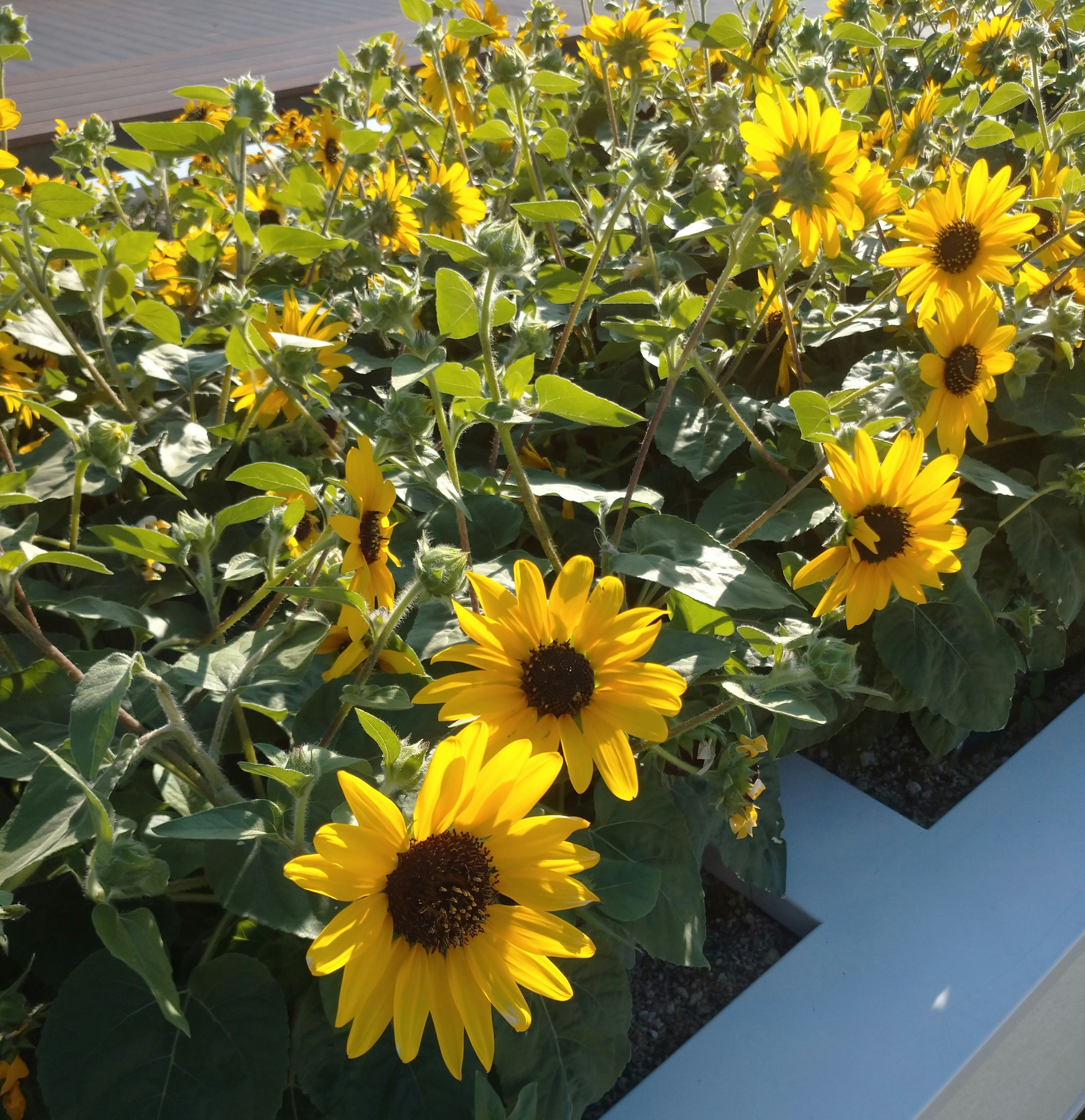 potted cluster of blooming sunflowers