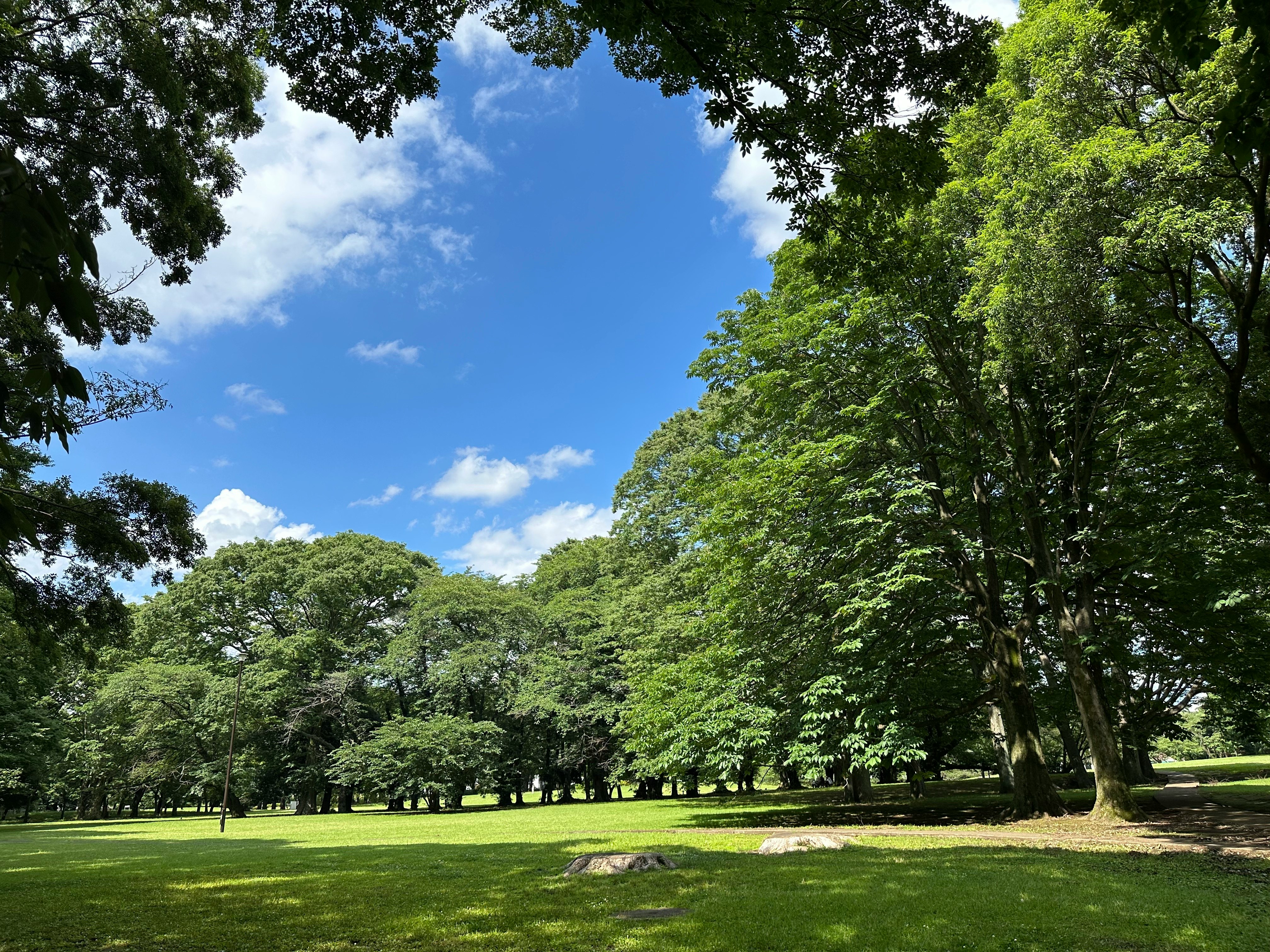 砧公園の緑の芝生と木々の並ぶ自然の風景