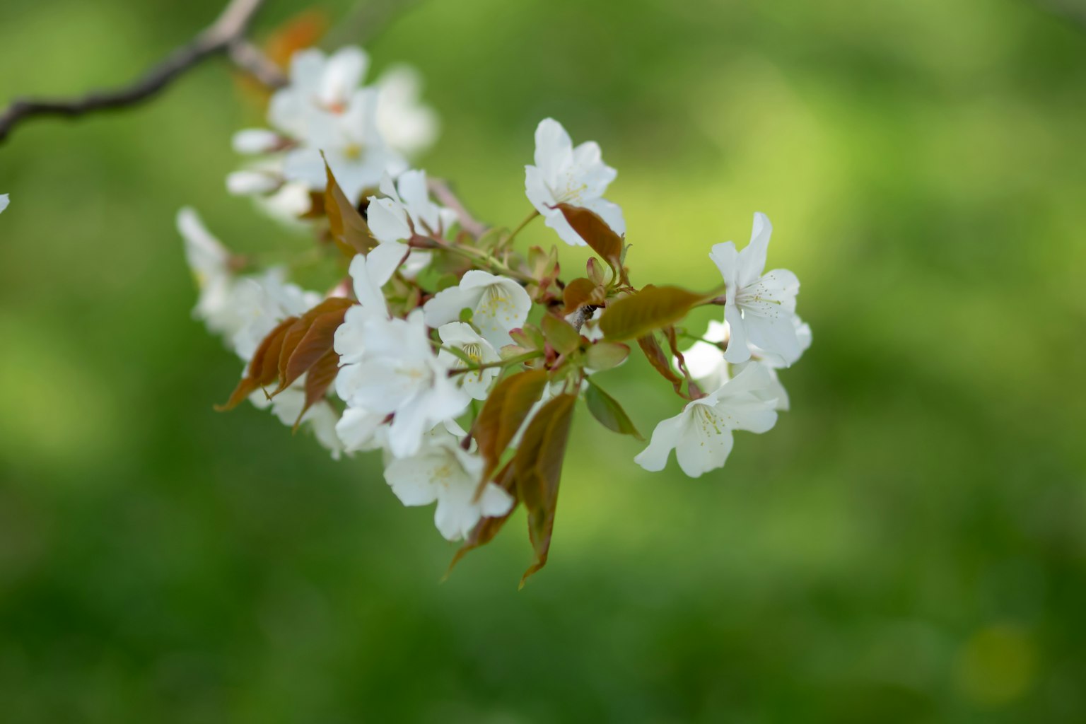 Zweig mit weißen Blumen und grünem Hintergrund