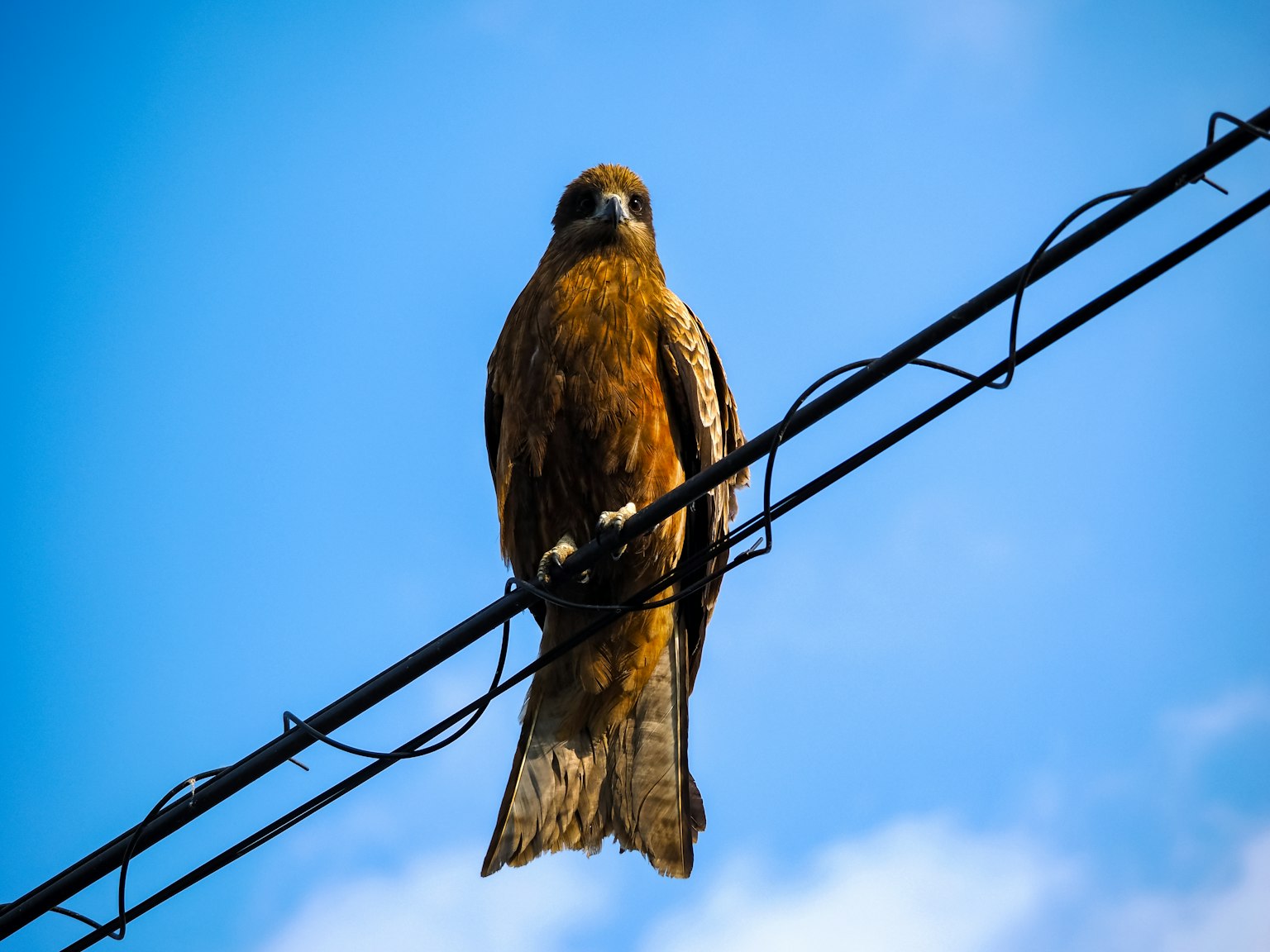 Brown hawk perched on a wire under a blue sky