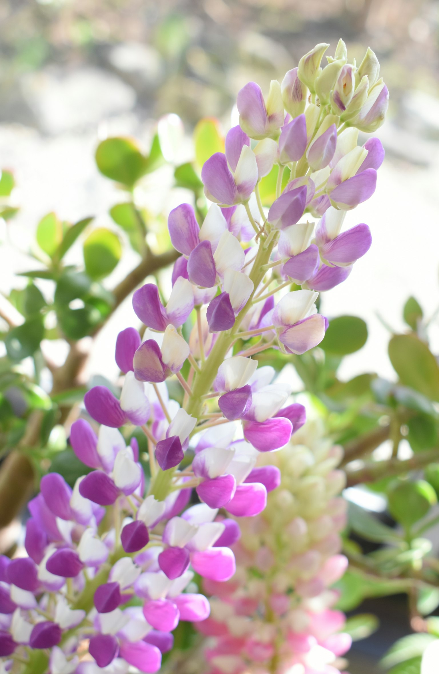 Hoa lupin đẹp với sắc tím và trắng