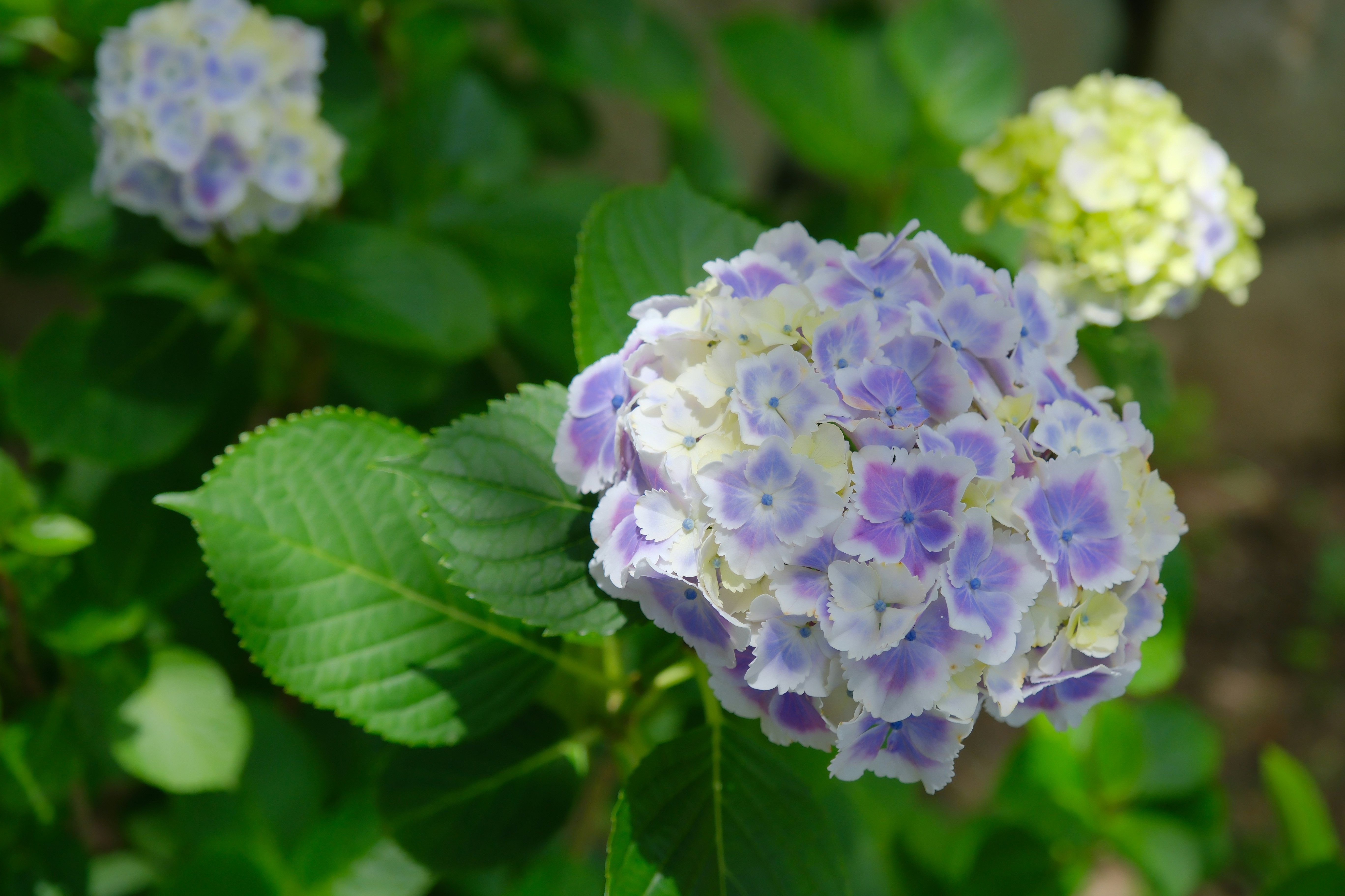 紫と白のアジサイの花と葉のクローズアップ