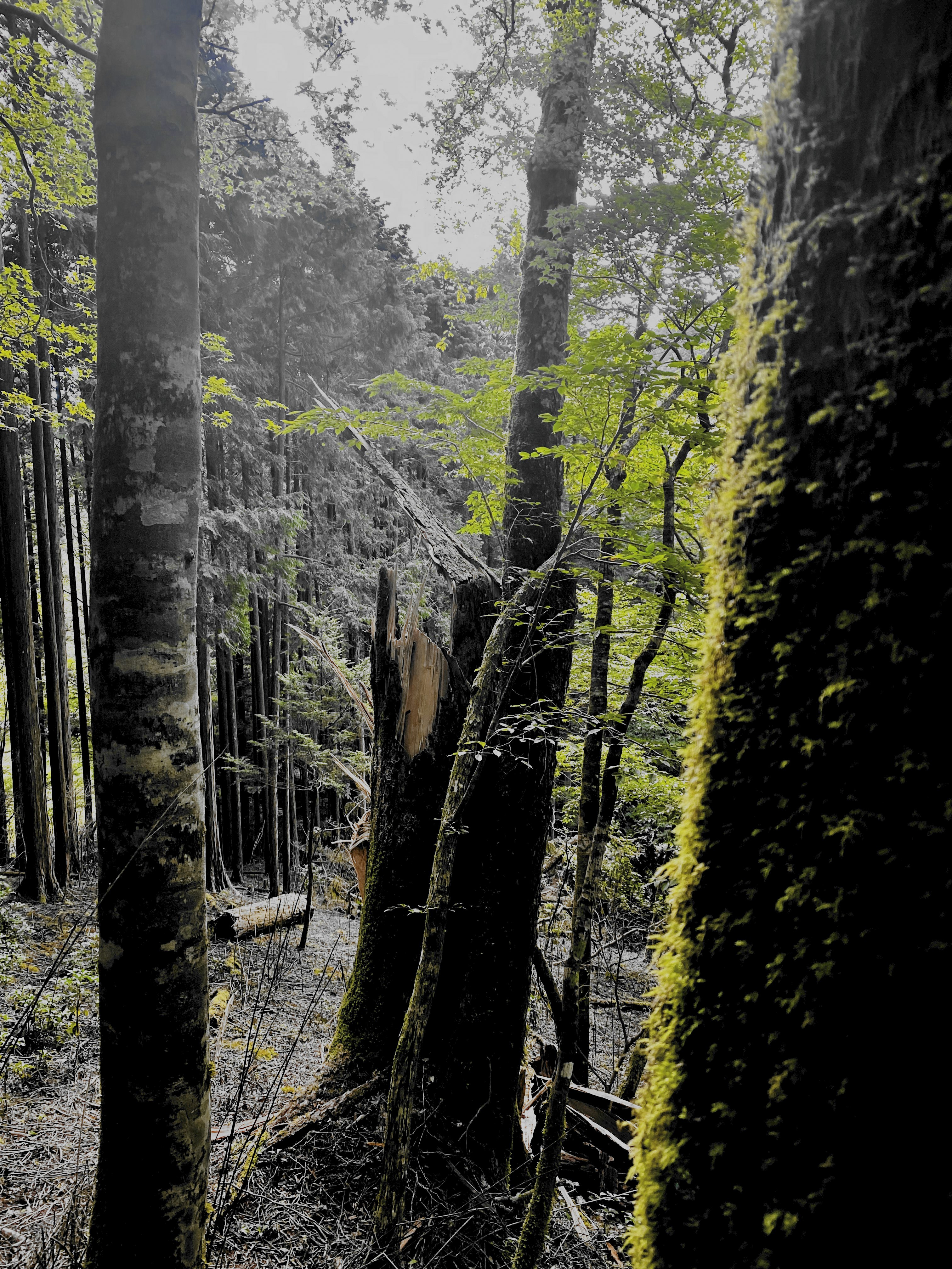 dim forest path between tall trees