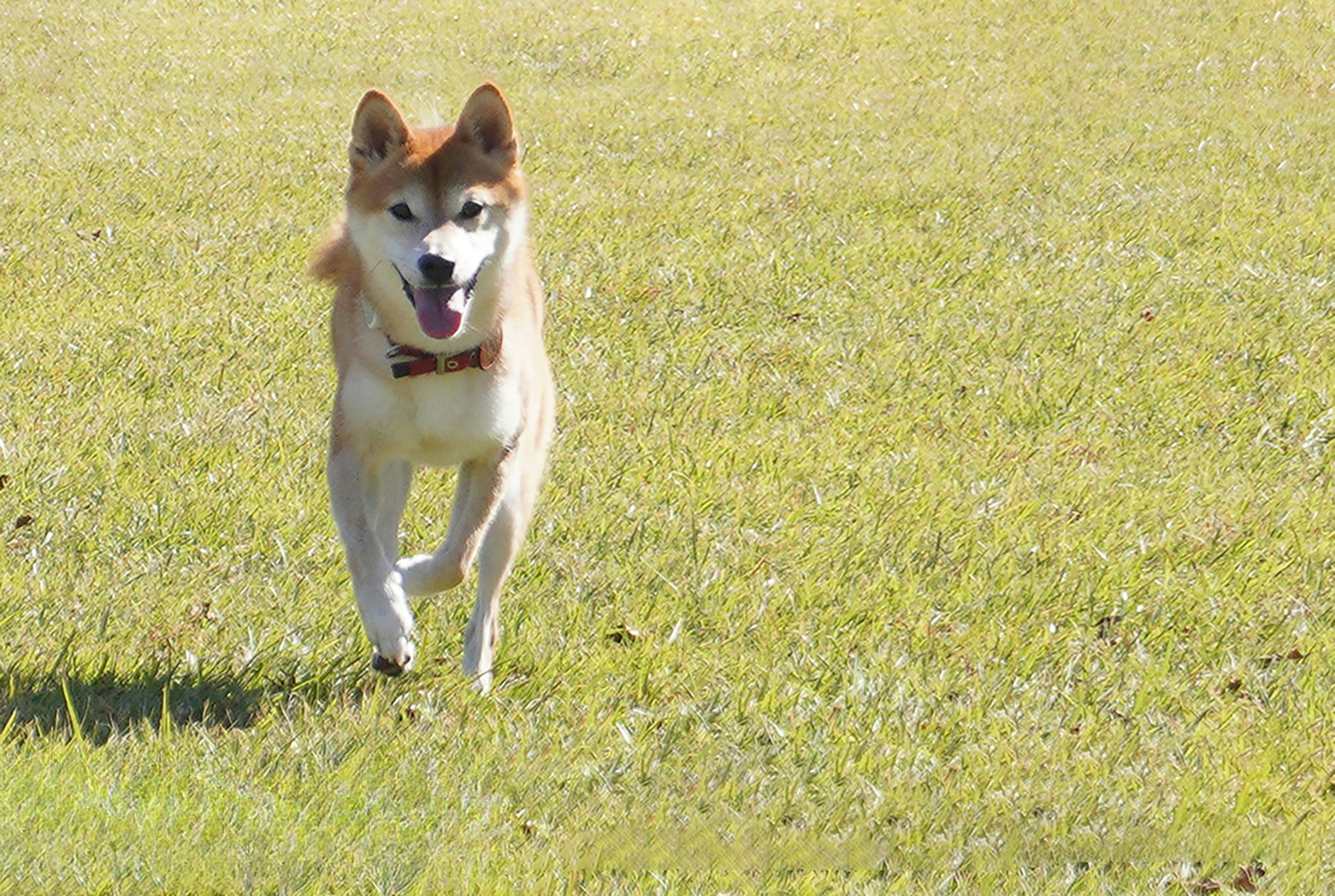 Chien de type Shiba marchant sur l’herbe