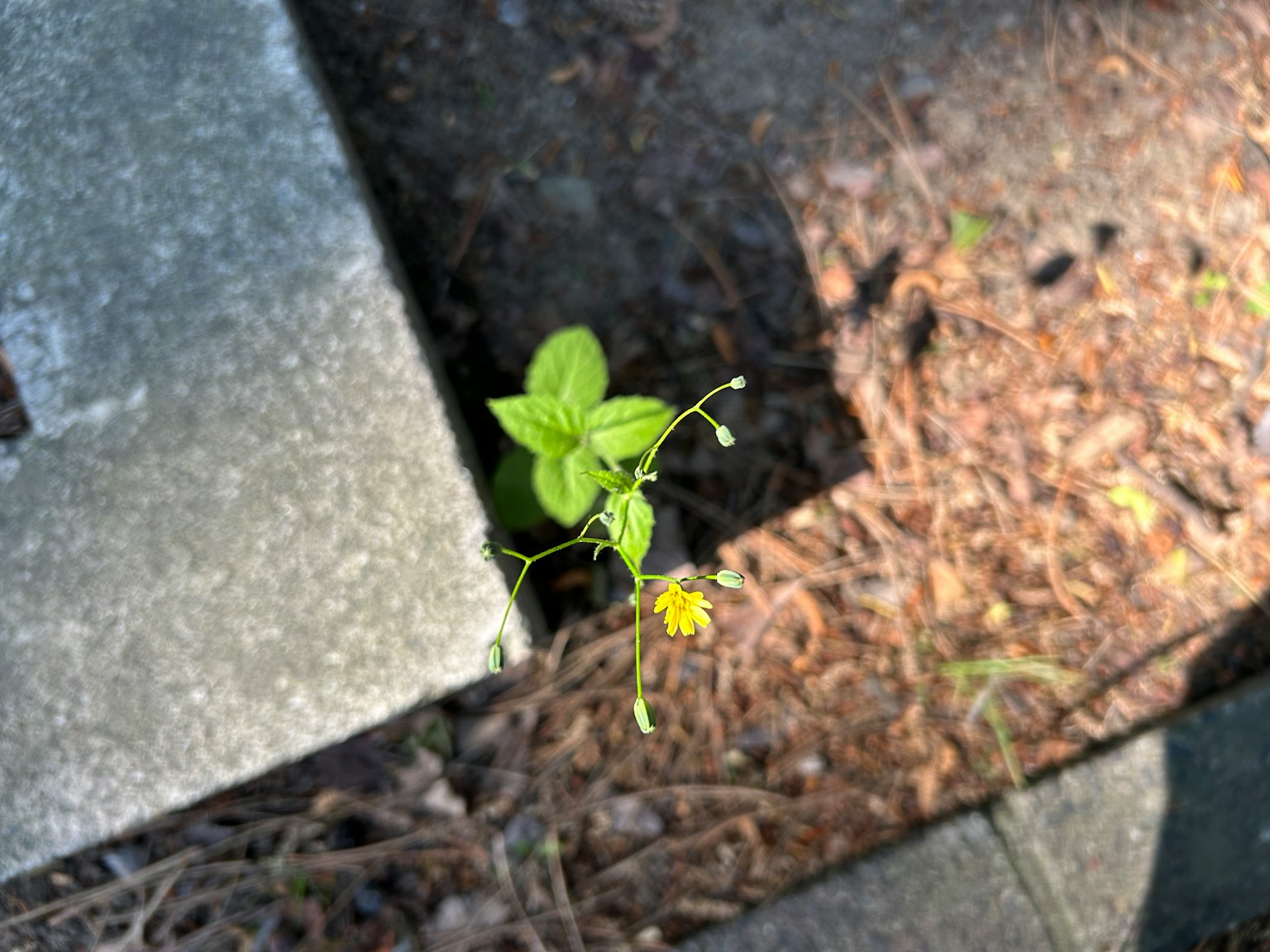 Petite plante verte avec une fleur jaune émergeant d'une fissure en béton