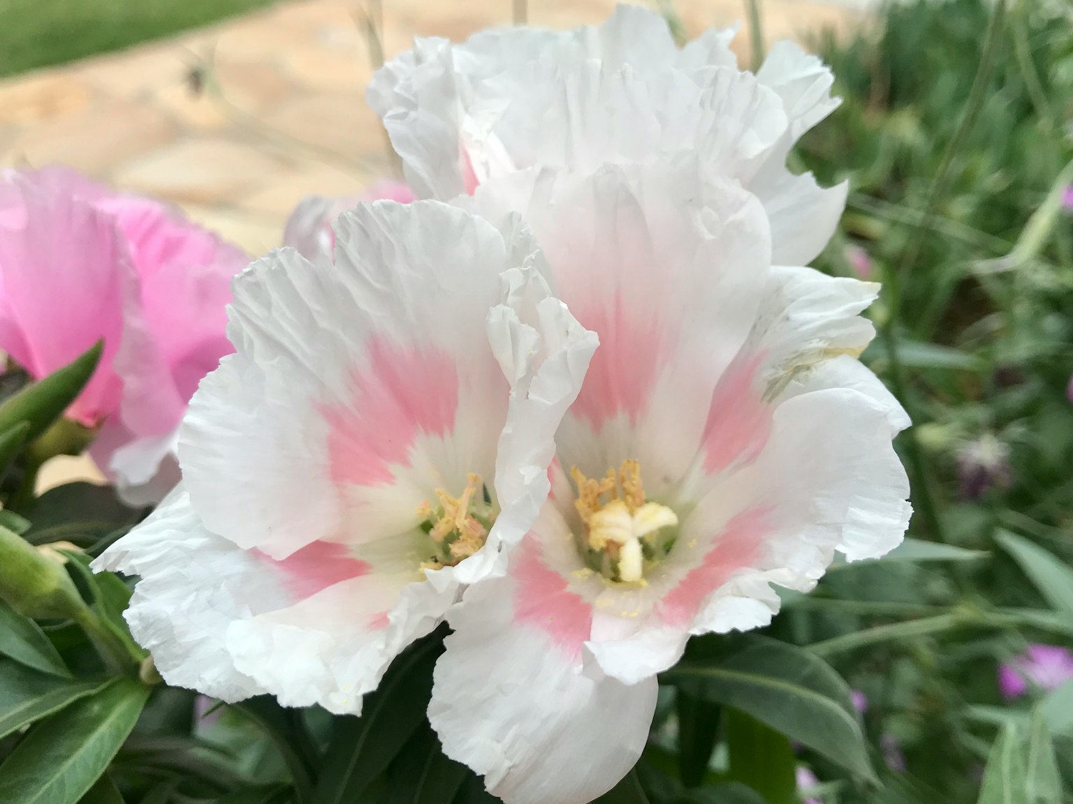 Bellissimo fiore con petali bianchi e rosa che fiorisce