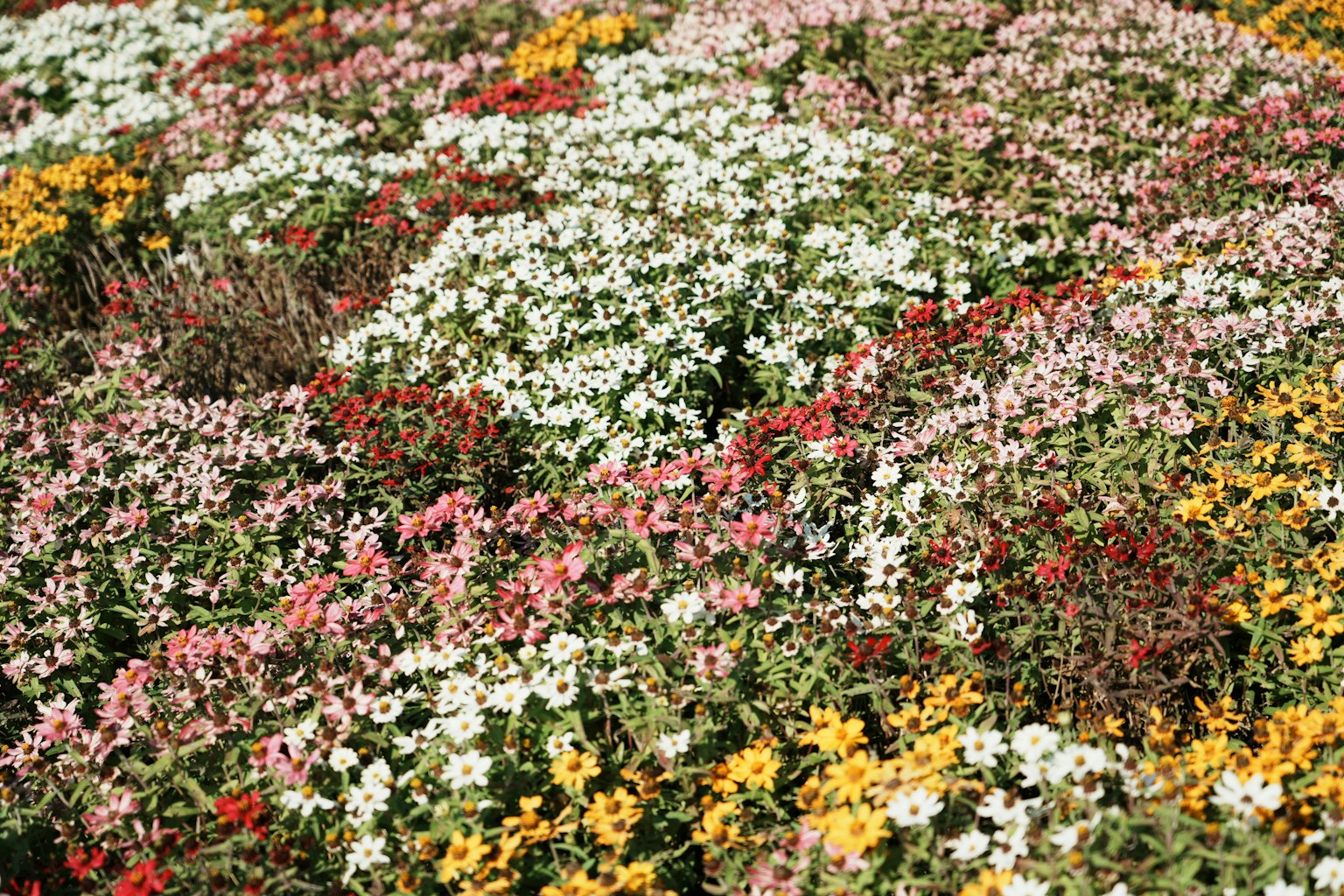 Un campo vibrante de flores en plena floración de varios colores