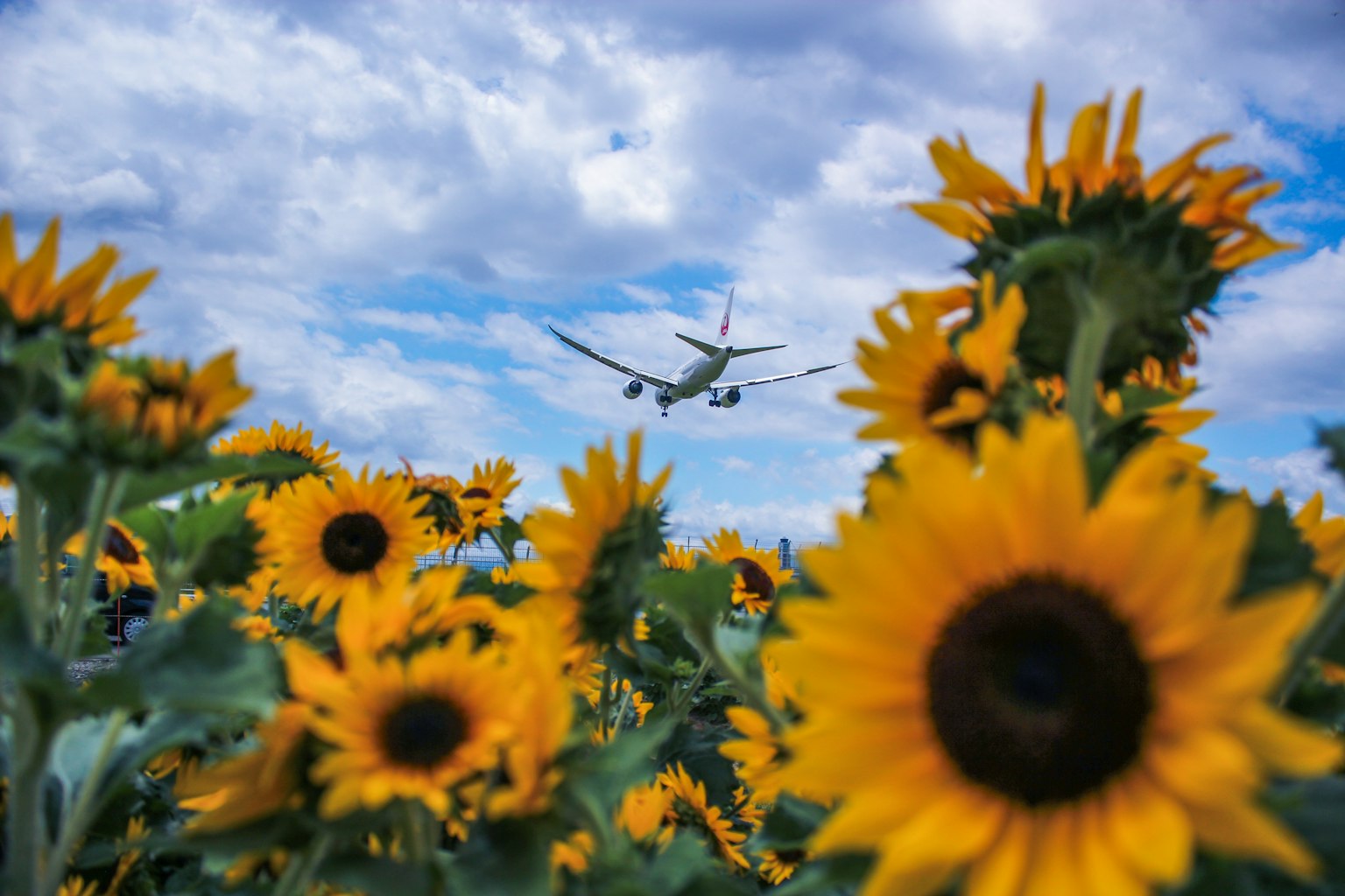 해바라기 밭 위를 나는 비행기와 푸른 하늘