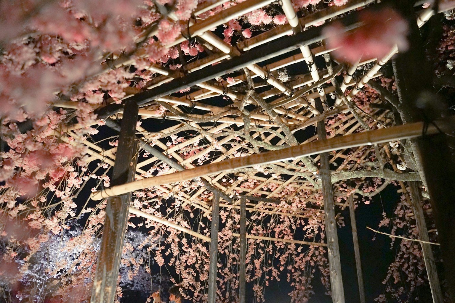Pandangan dari bawah struktur bambu yang dihiasi bunga sakura di malam hari