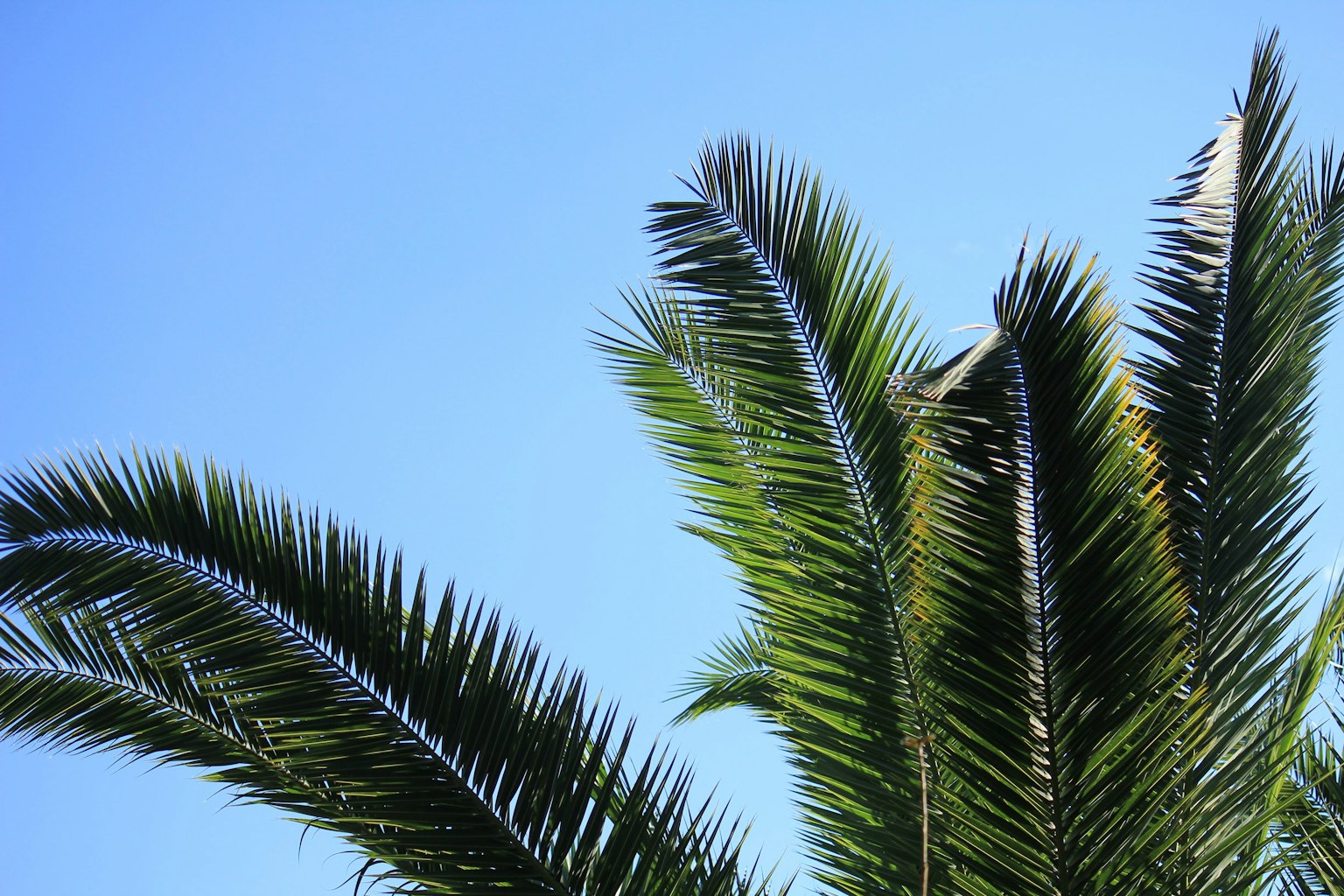 Acercamiento de hojas de palma contra un cielo azul