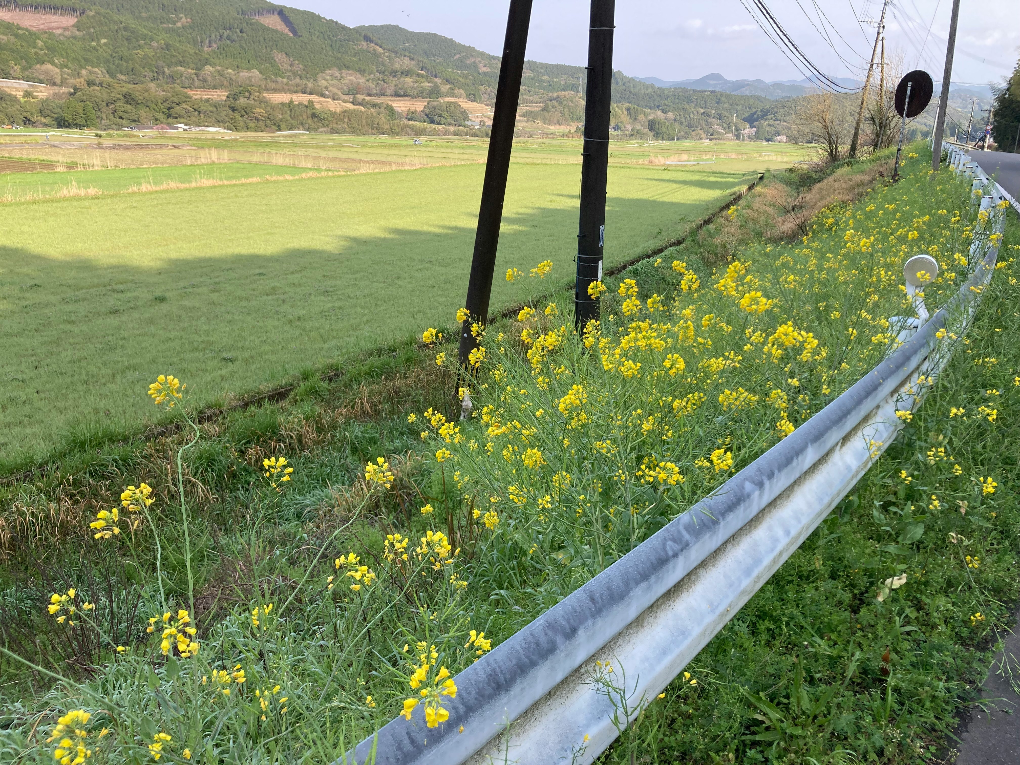 春の菜の花とガードレールのある田園風景