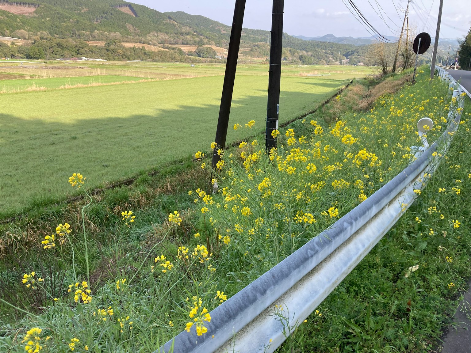 緑の田んぼと黄色い花が咲いた道路の脇の風景