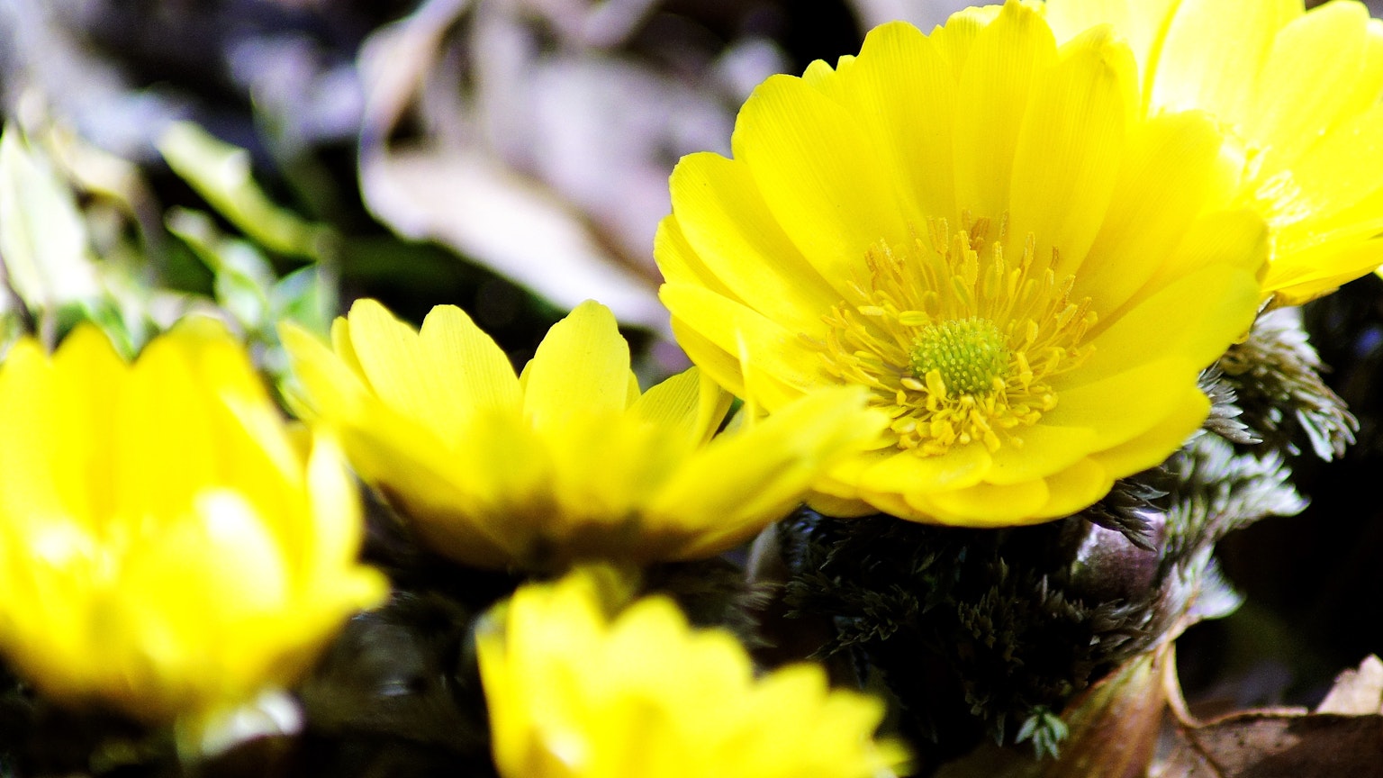 Lebendige gelbe Blumen blühen in einer natürlichen Umgebung
