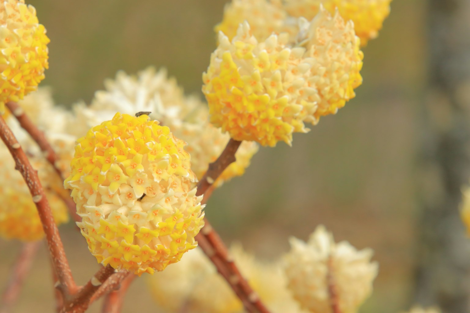 Gros plan d'une plante avec des fleurs sphériques jaunes
