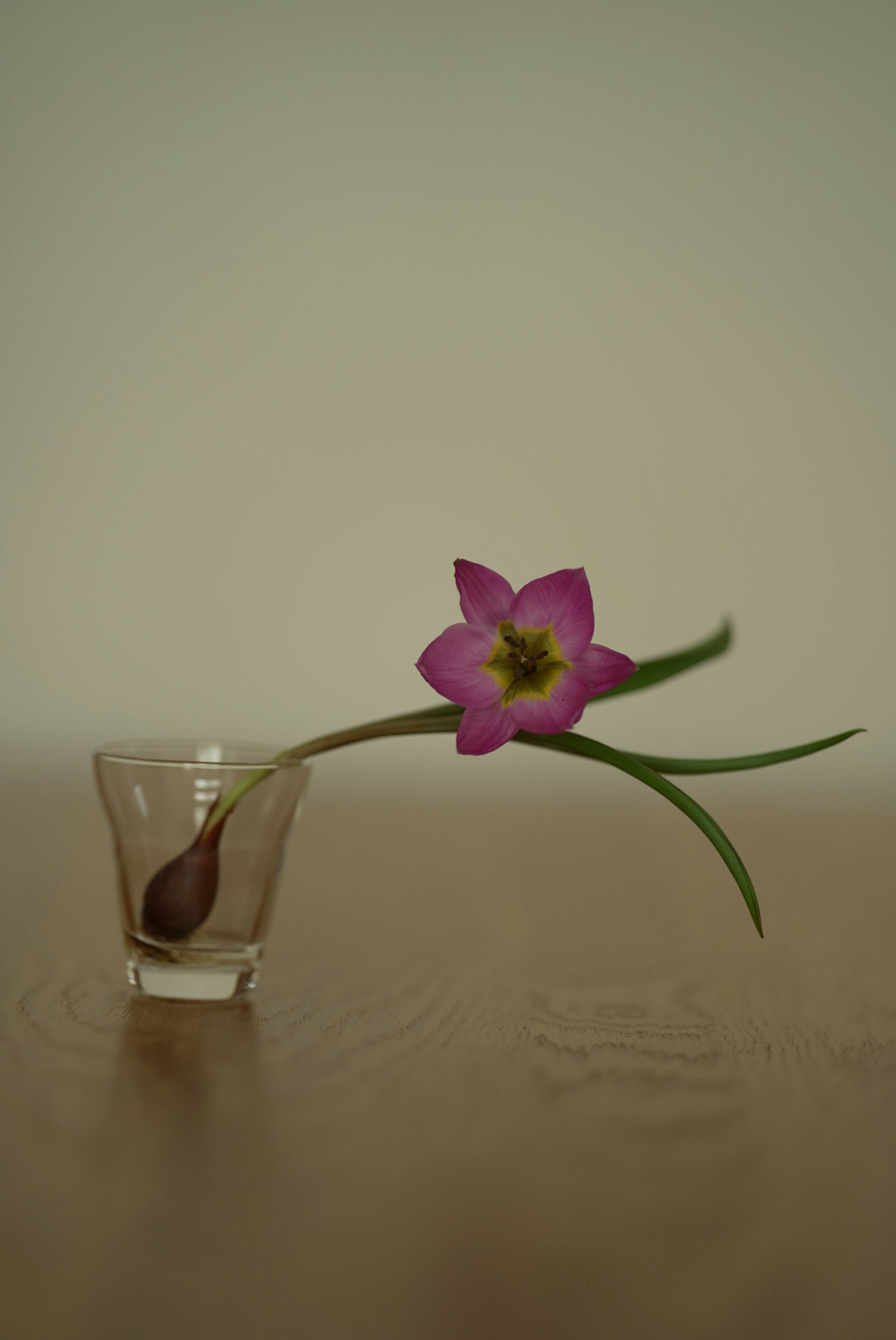 透明な花瓶に入ったピンクの花と緑の葉