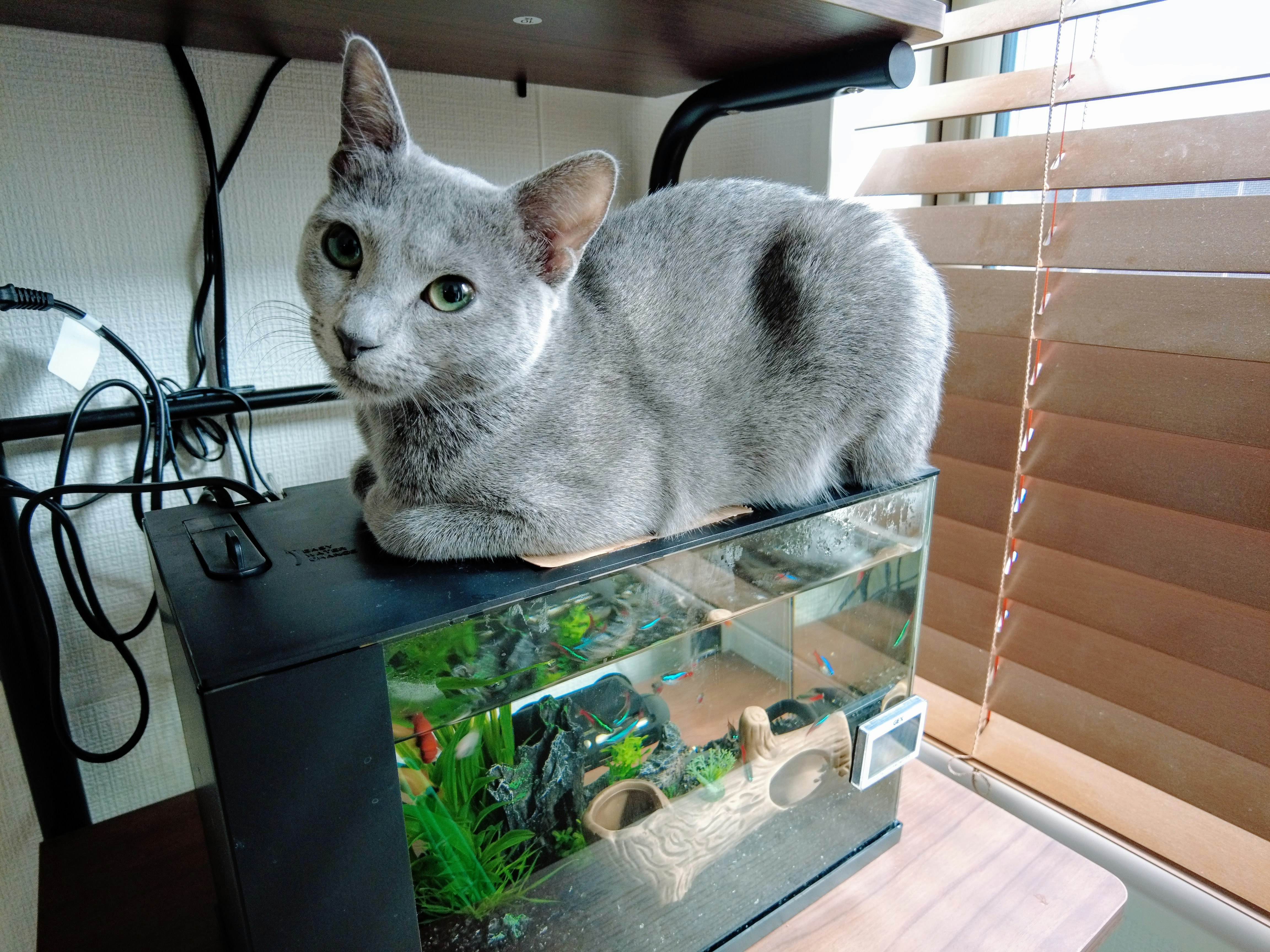 灰色貓在玻璃魚缸前休息