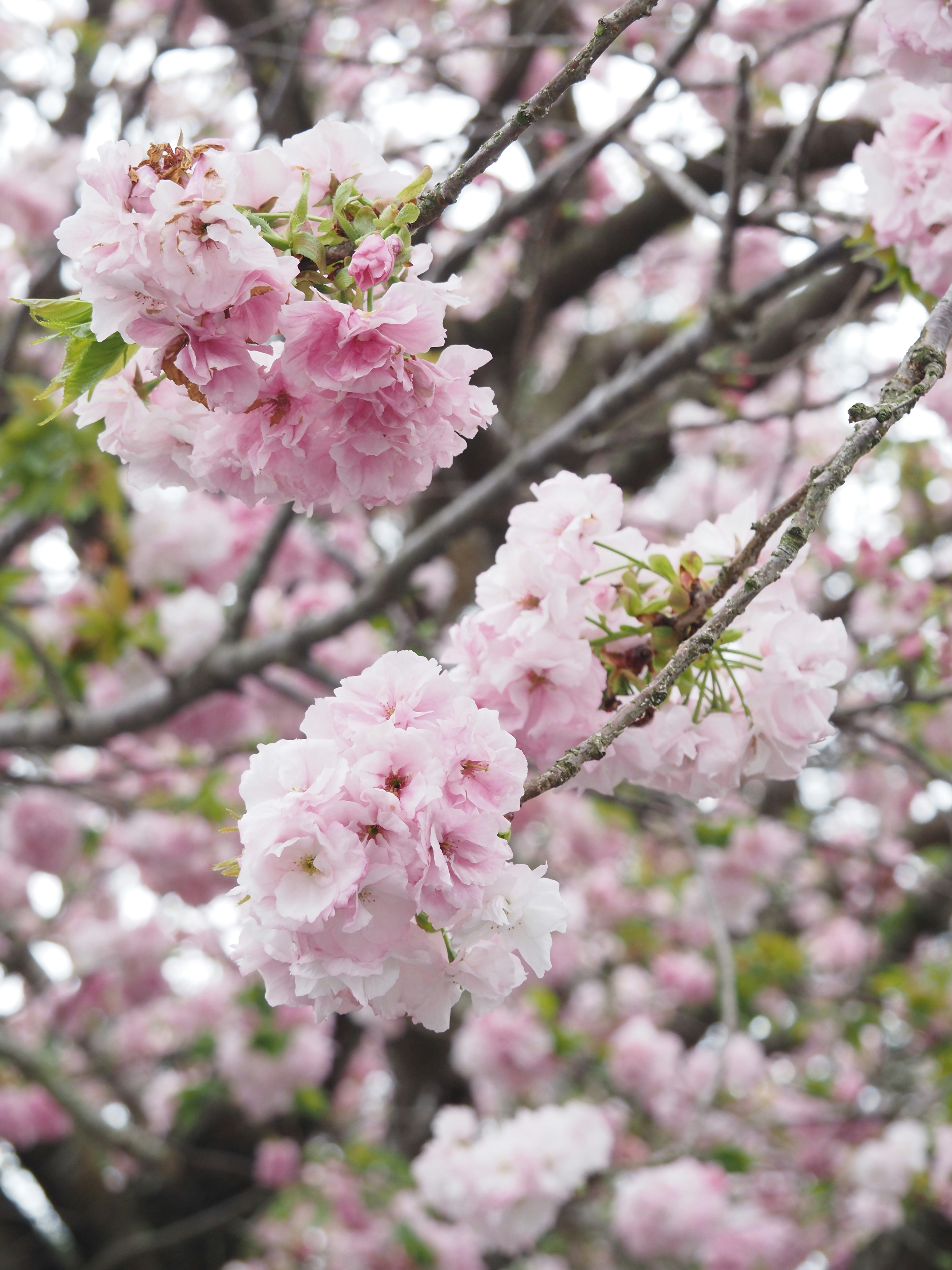 紅南殿の桜の花が咲く枝先のアップ