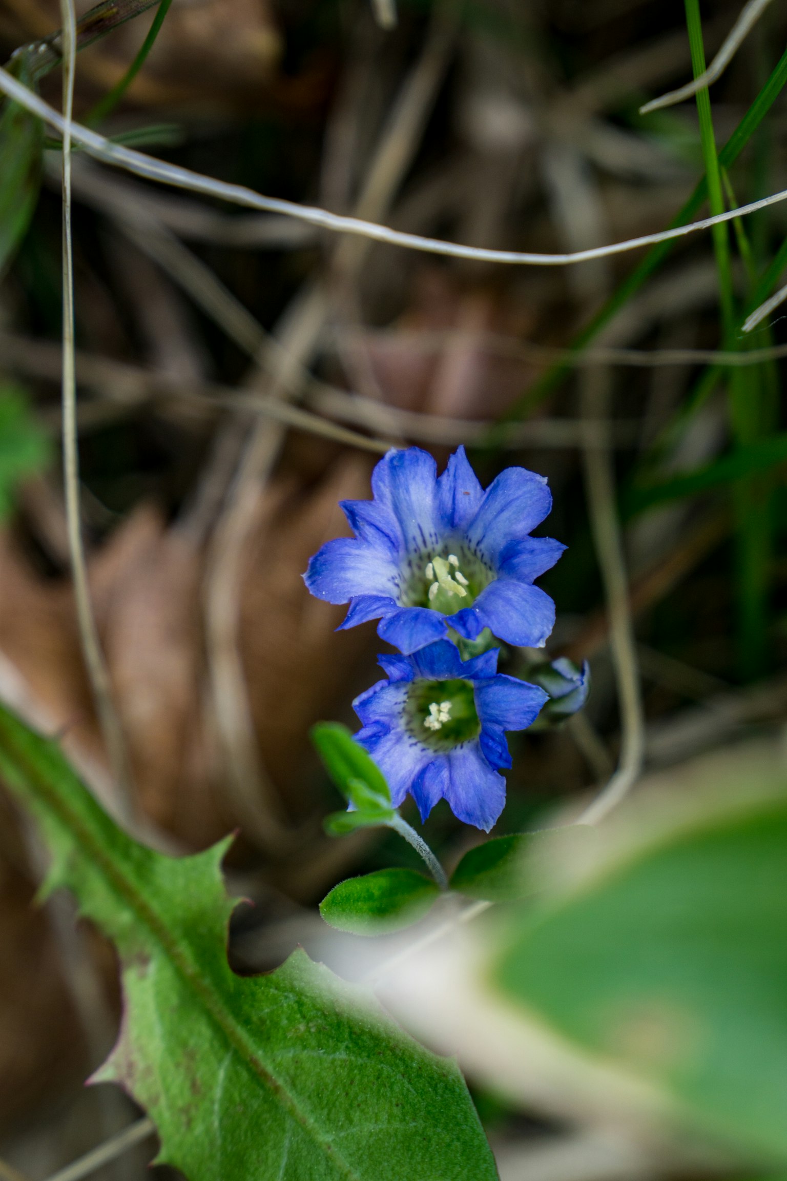 Deux fleurs bleues fleurissant parmi l'herbe verte