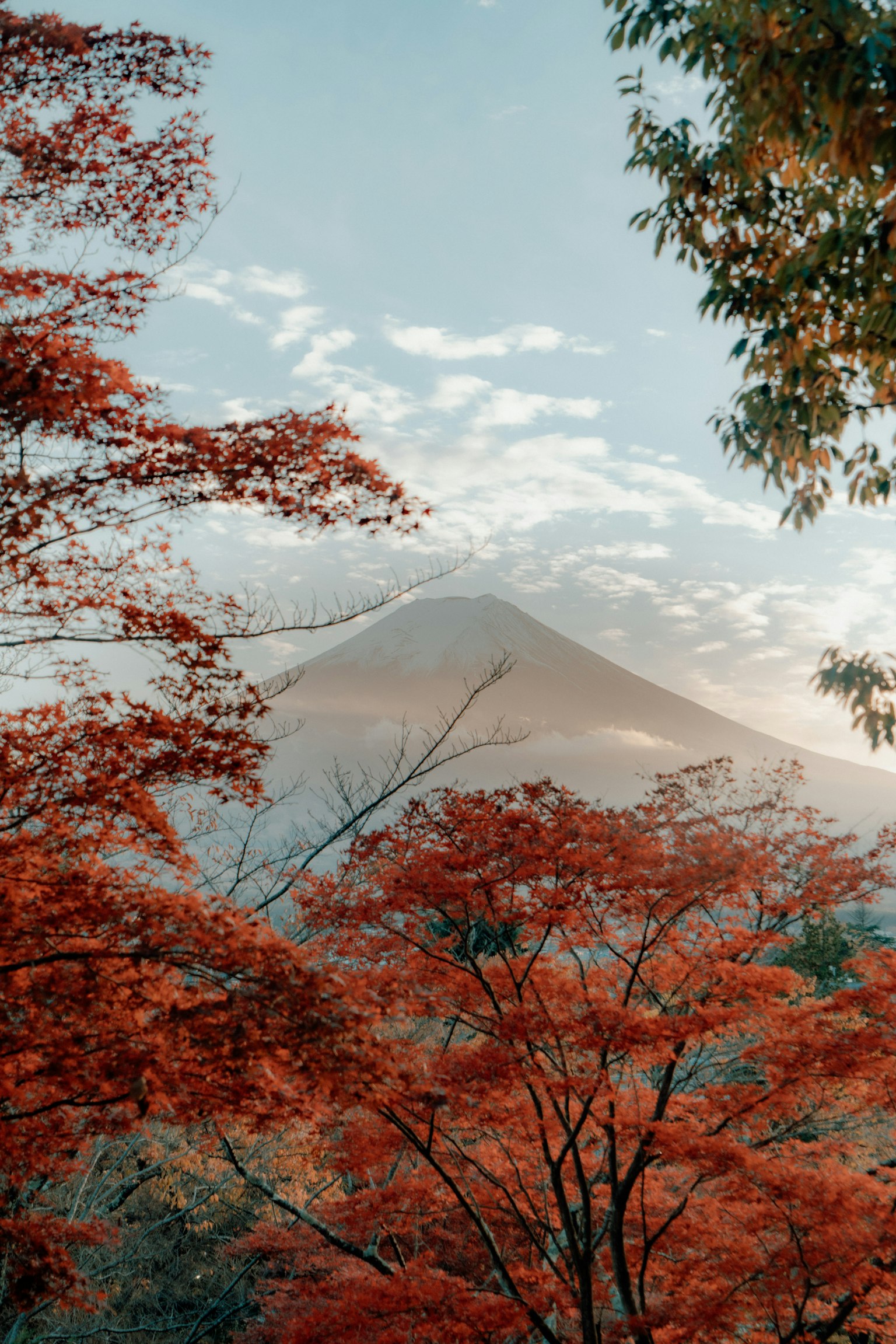 Daun musim gugur yang cerah dengan Gunung Fuji di latar belakang