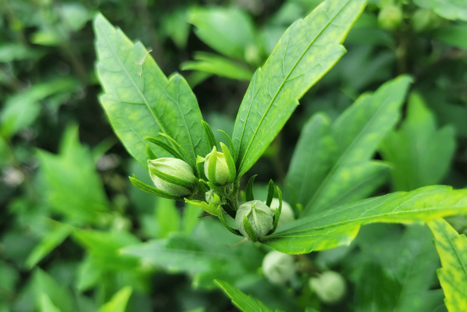 特寫綠色葉子和花苞的植物