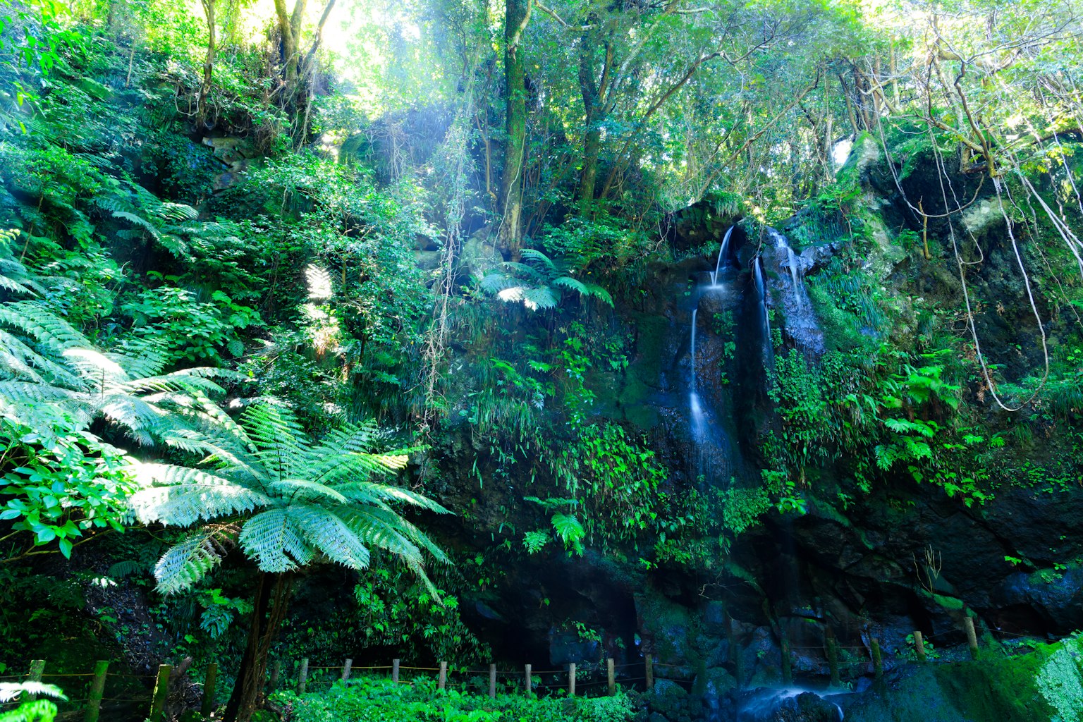 Üppiger grüner Wald mit einem Wasserfall und Farnpflanzen
