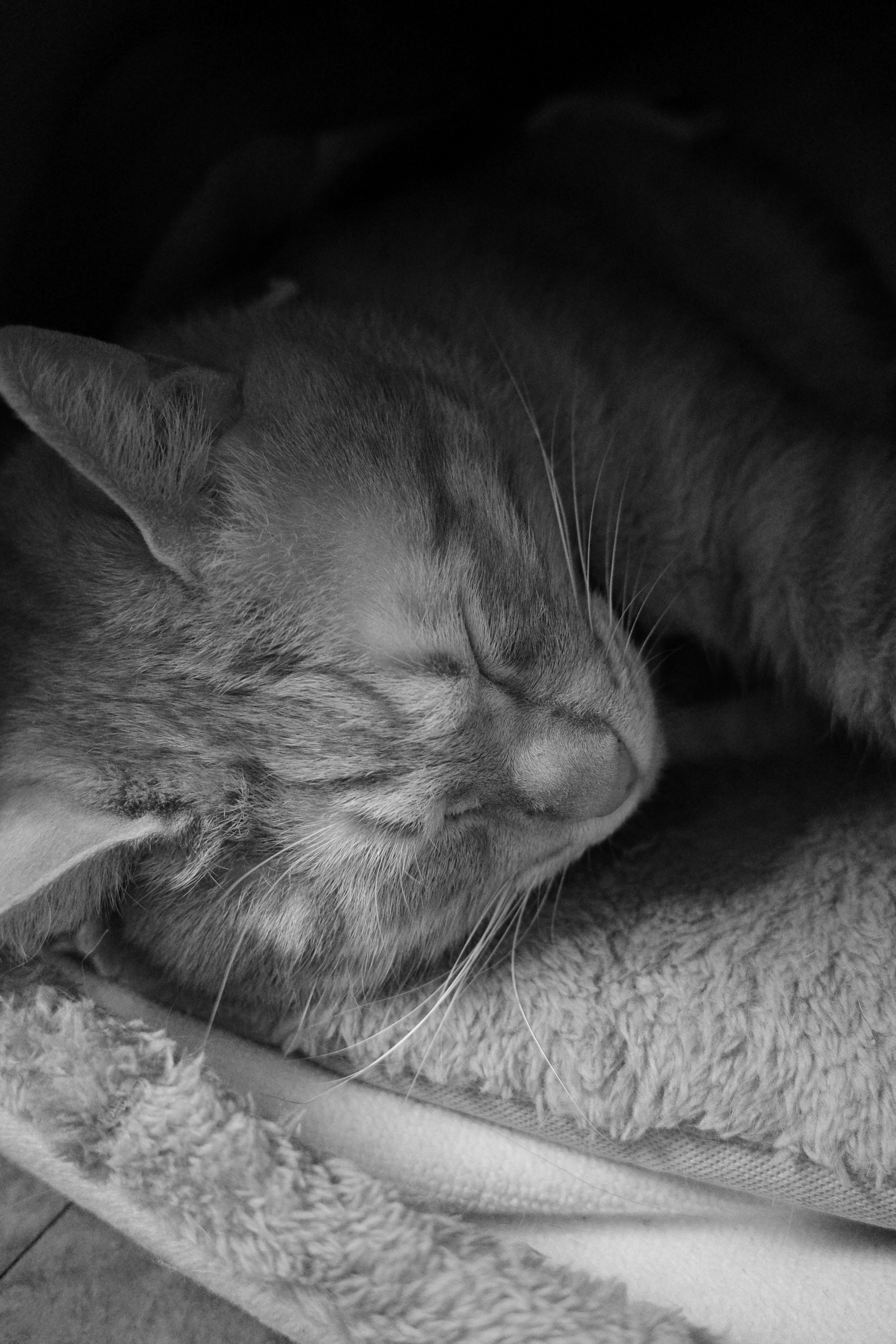 猫が丸くなって眠るモノクロの寝姿