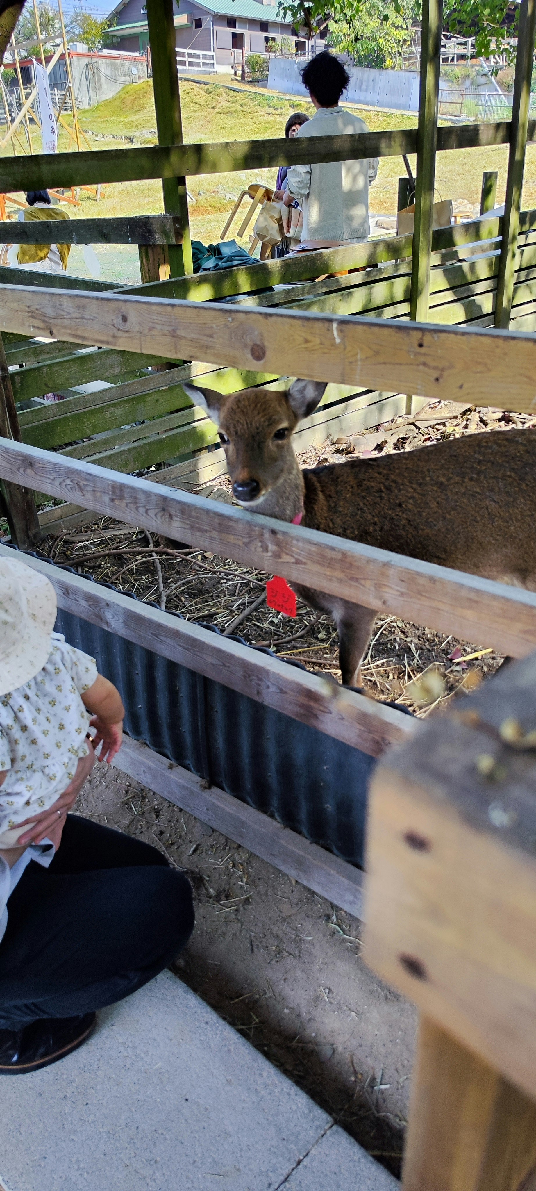 柵のある動物小屋で見つめる子牛と子ども