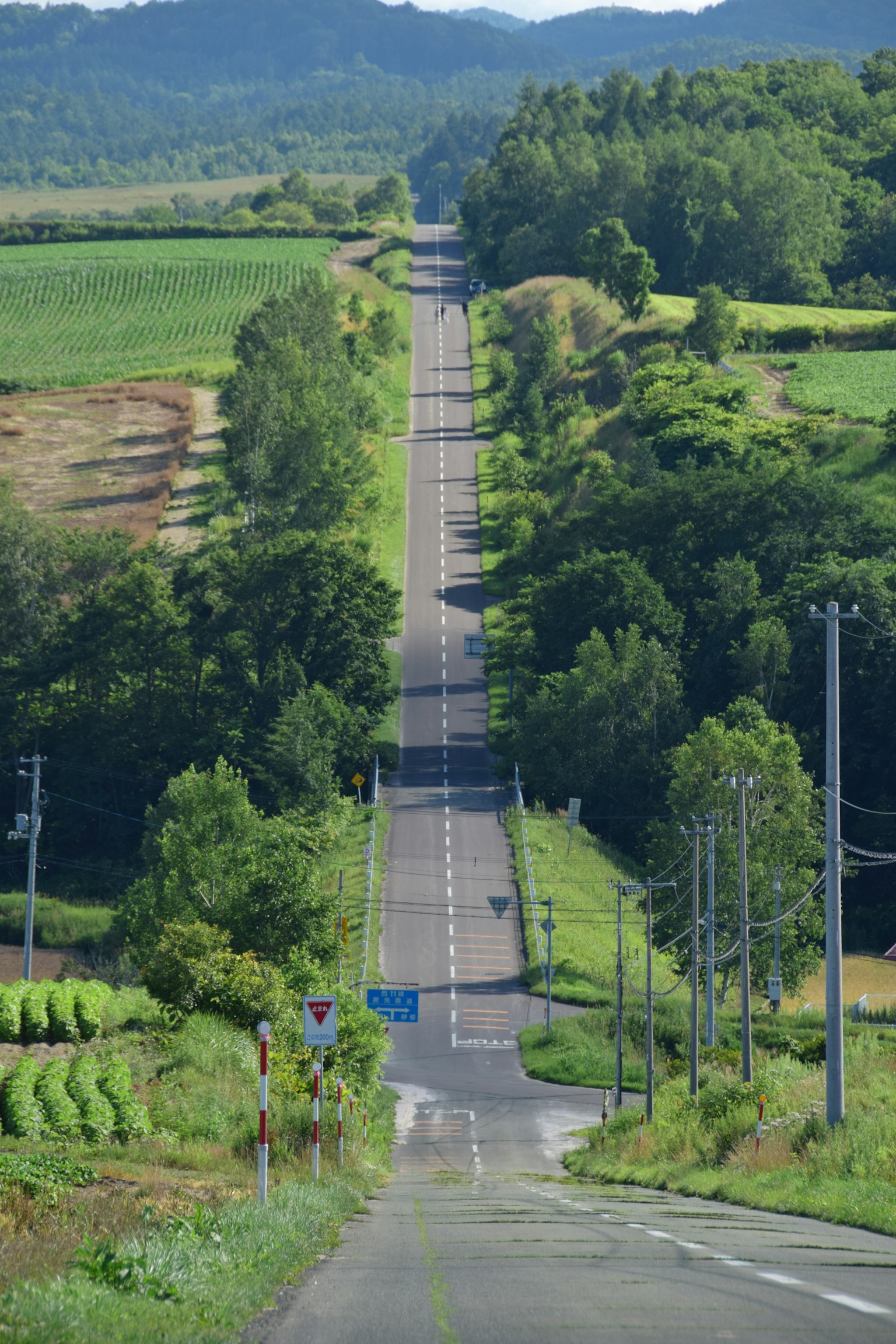 Vista escénica de una carretera recta rodeada de vegetación exuberante