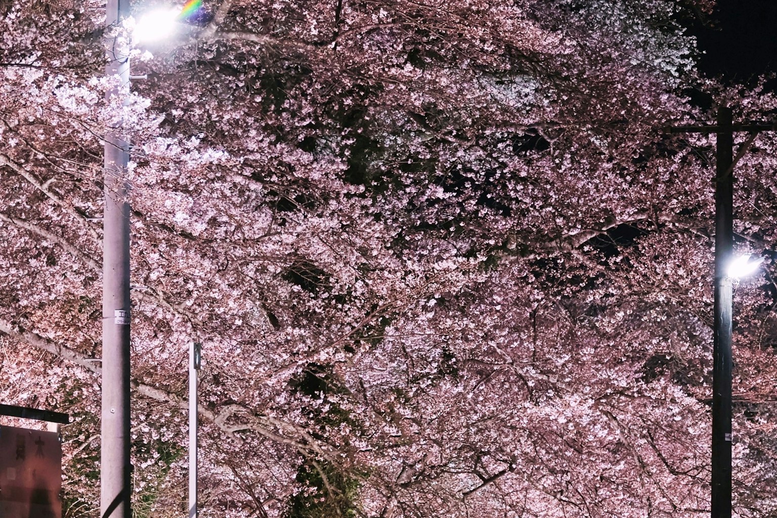 Beautiful night view of cherry blossom trees illuminated by streetlights
