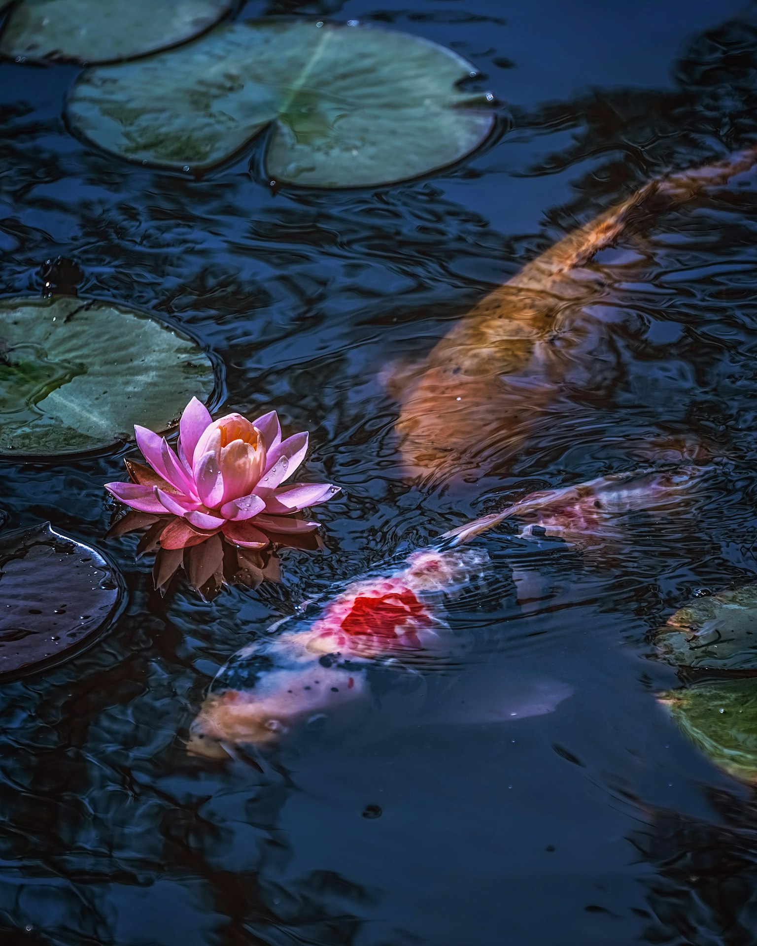 Una scena serena di un lago con carpe koi che nuotano vicino a un loto rosa