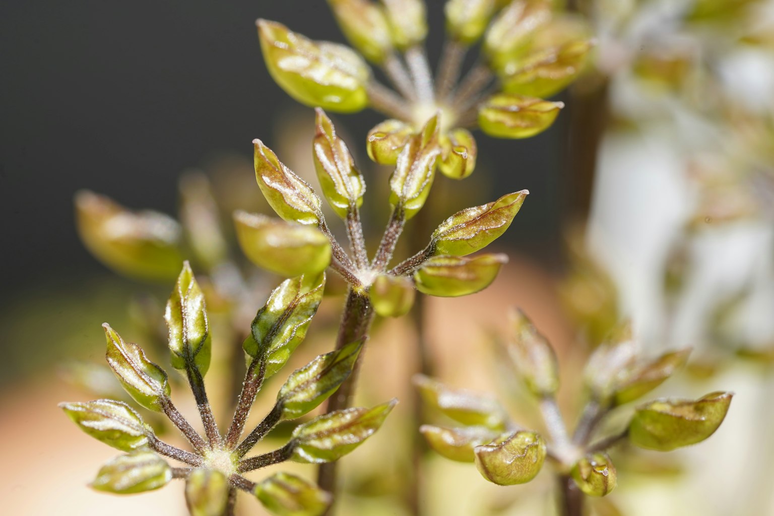 Photo en gros plan d'une plante avec des feuilles vertes distinctives