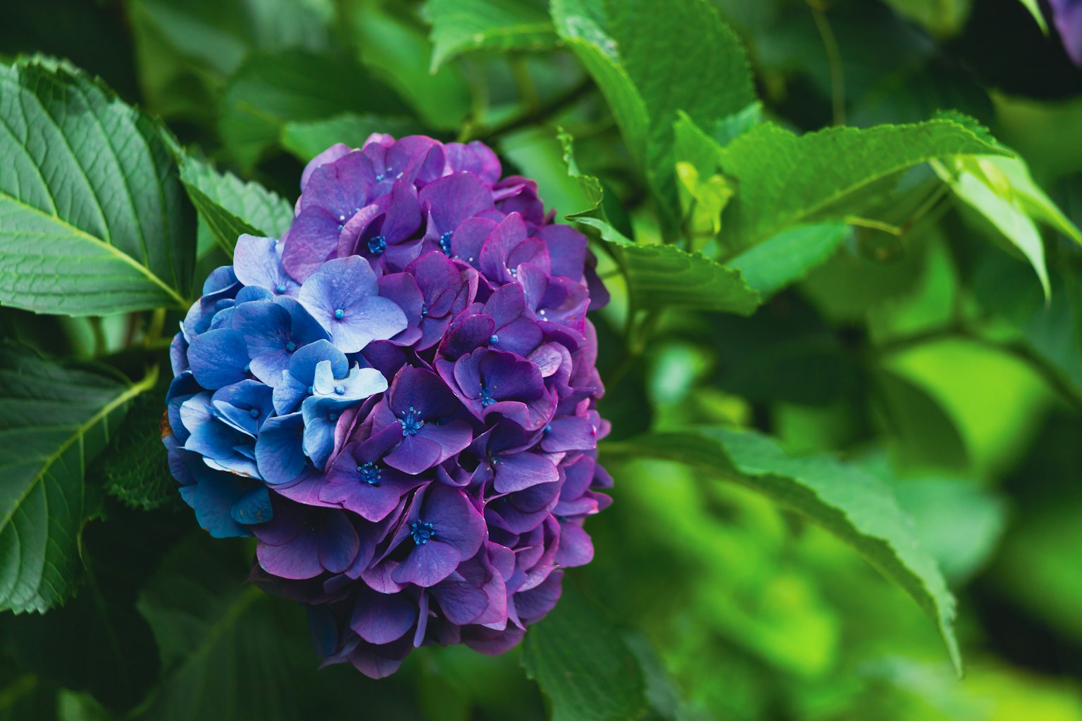 Hydrangea flower with purple and blue petals surrounded by green leaves