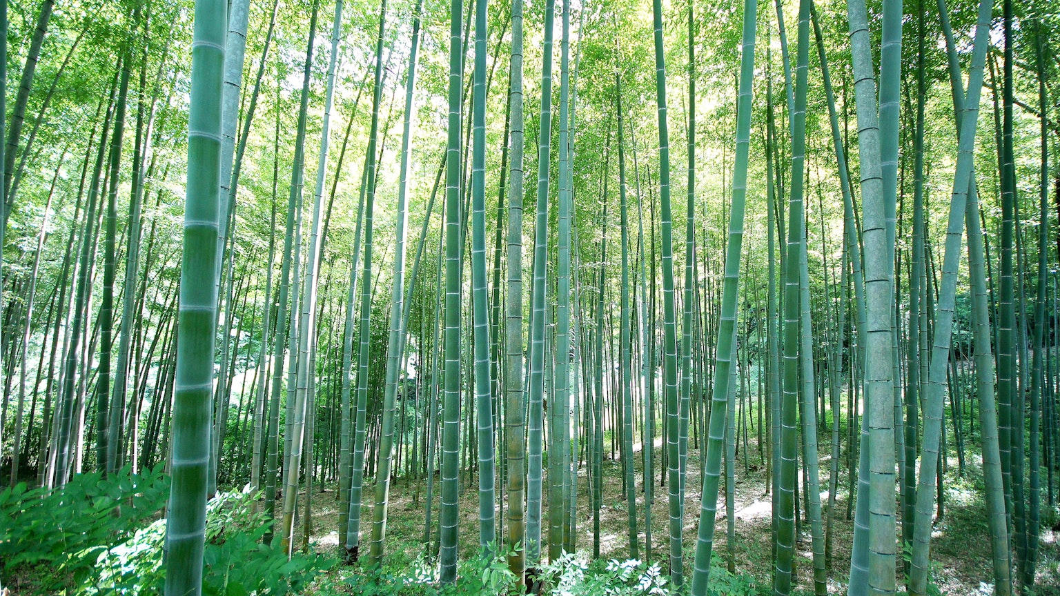 Foresta di bambù verdeggiante con alti steli di bambù