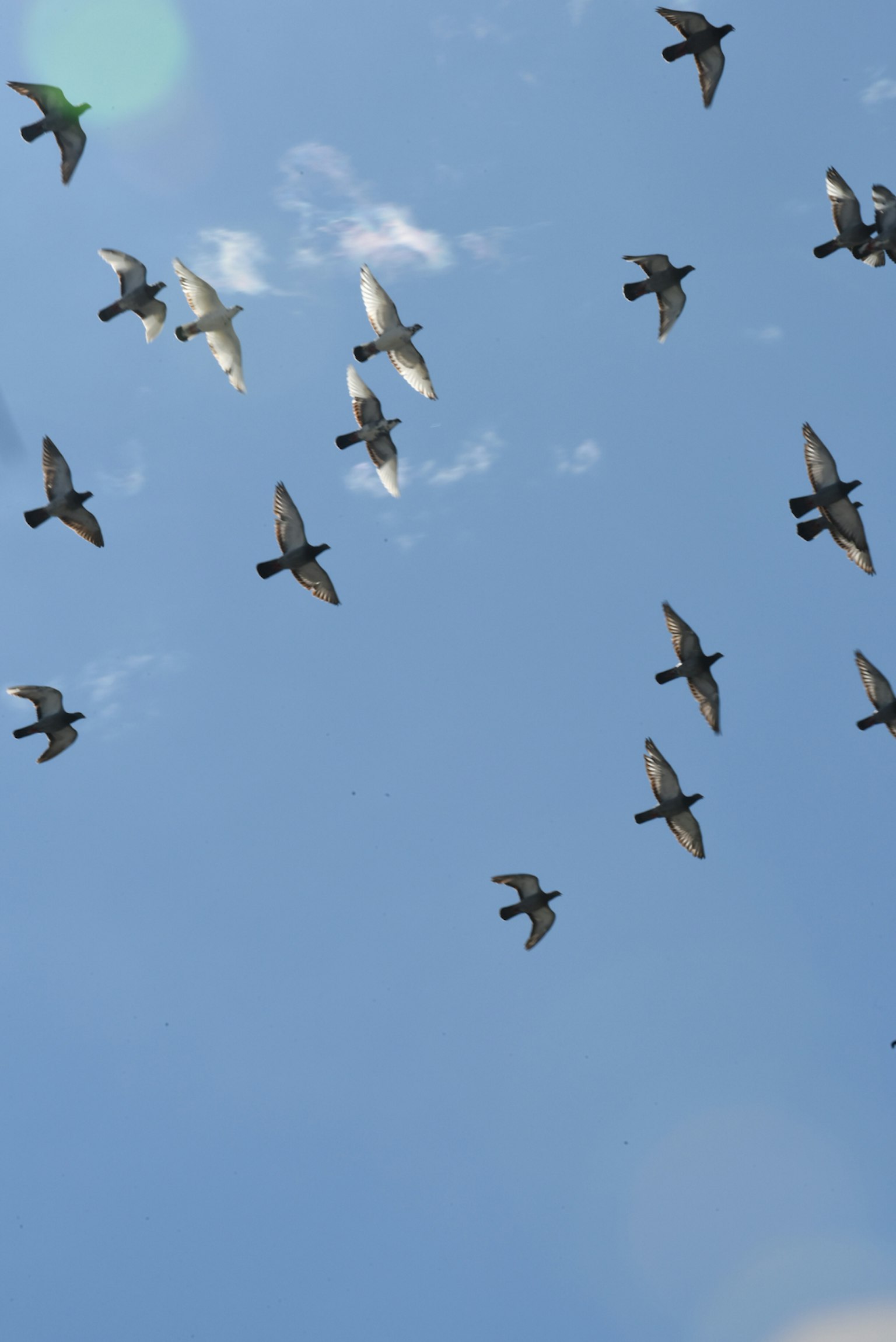 A flock of birds flying against a blue sky
